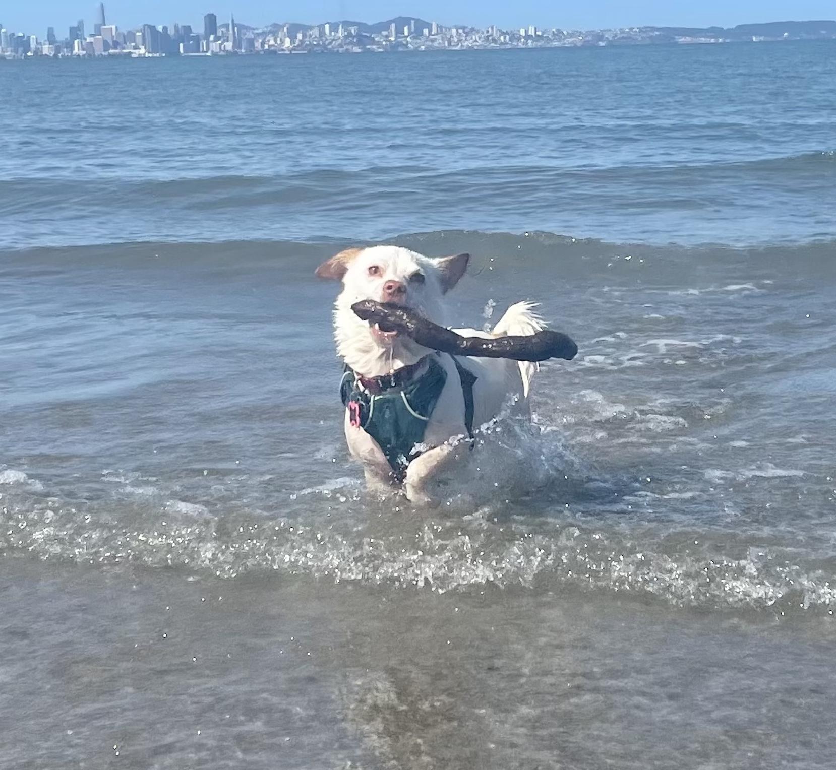 Ollipop, a Adoptable mixed breed in Emeryville, CA image 3/5