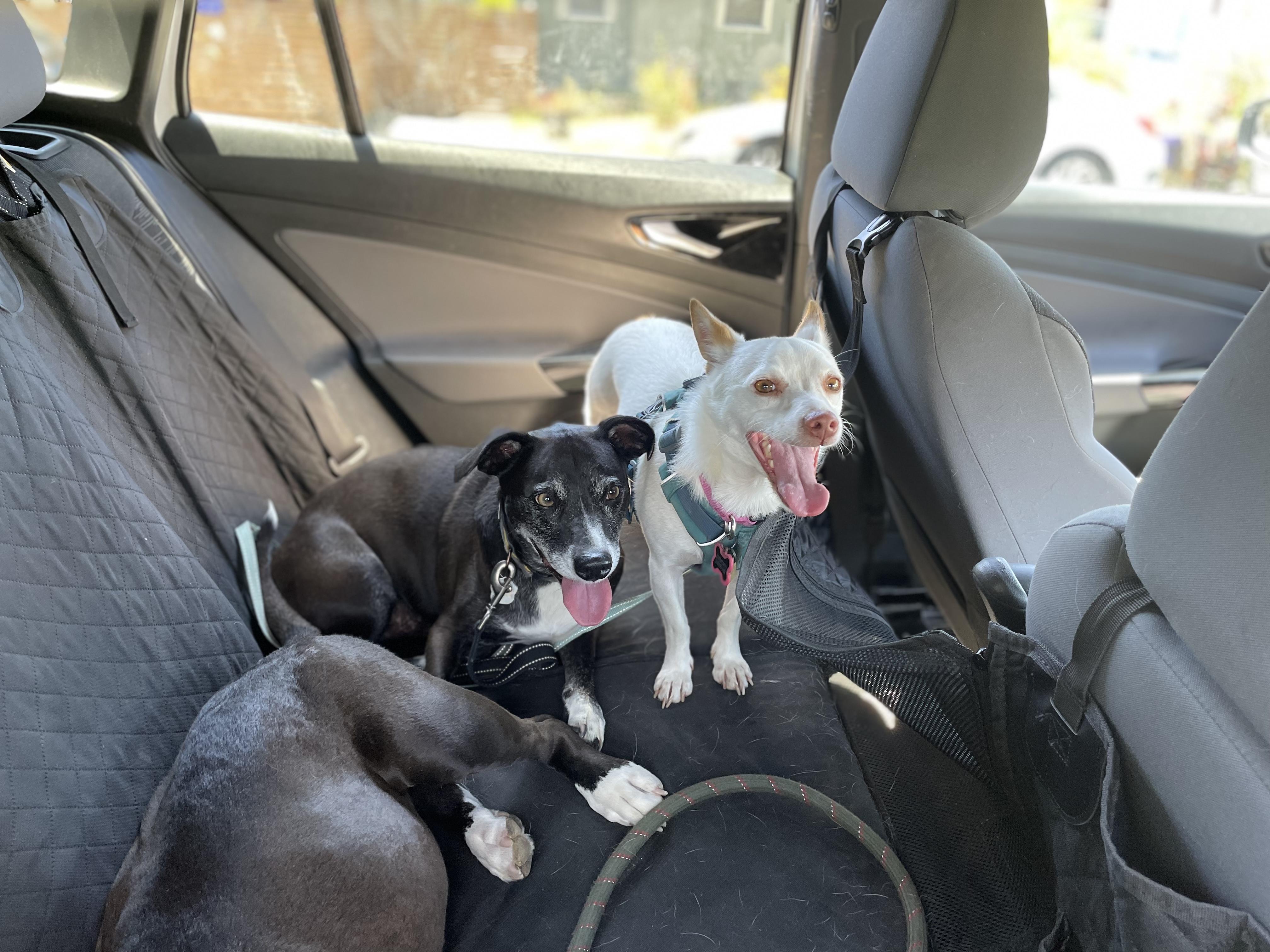 Ollipop, a Adoptable mixed breed in Emeryville, CA image 4/5