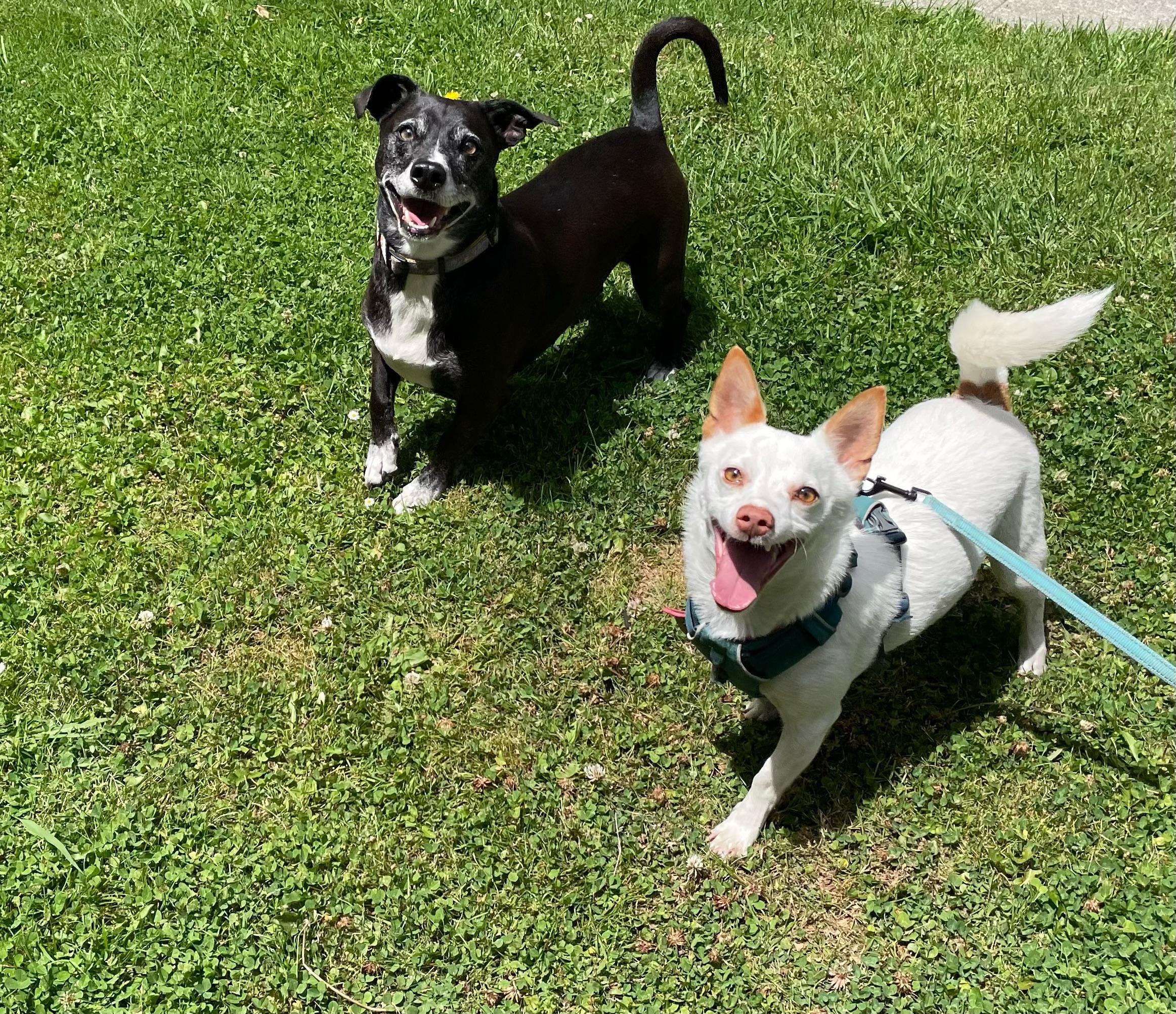 Ollipop, a Adoptable mixed breed in Emeryville, CA image 5/5