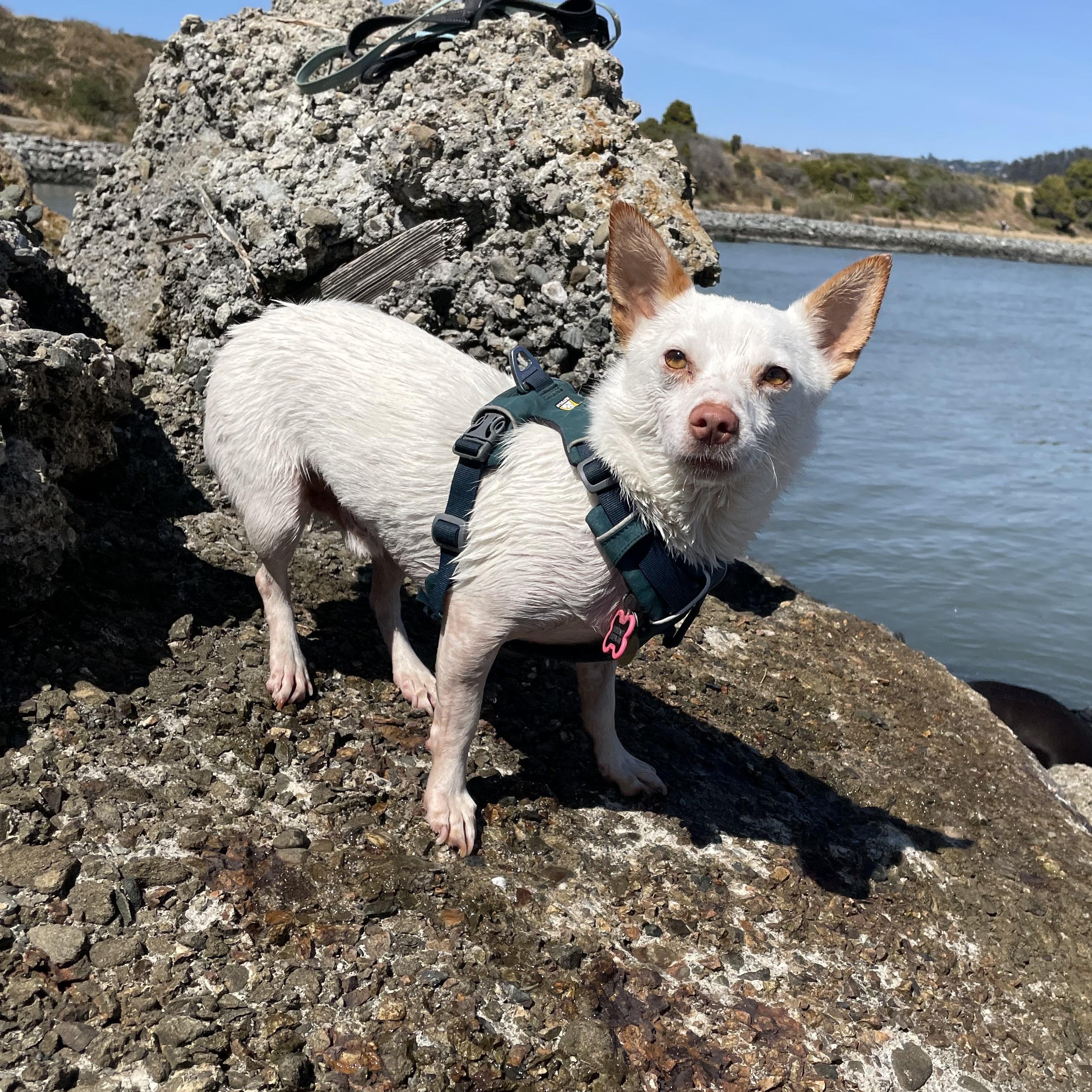 Ollipop, Adoptable, Adult Male Chihuahua & Terrier.
