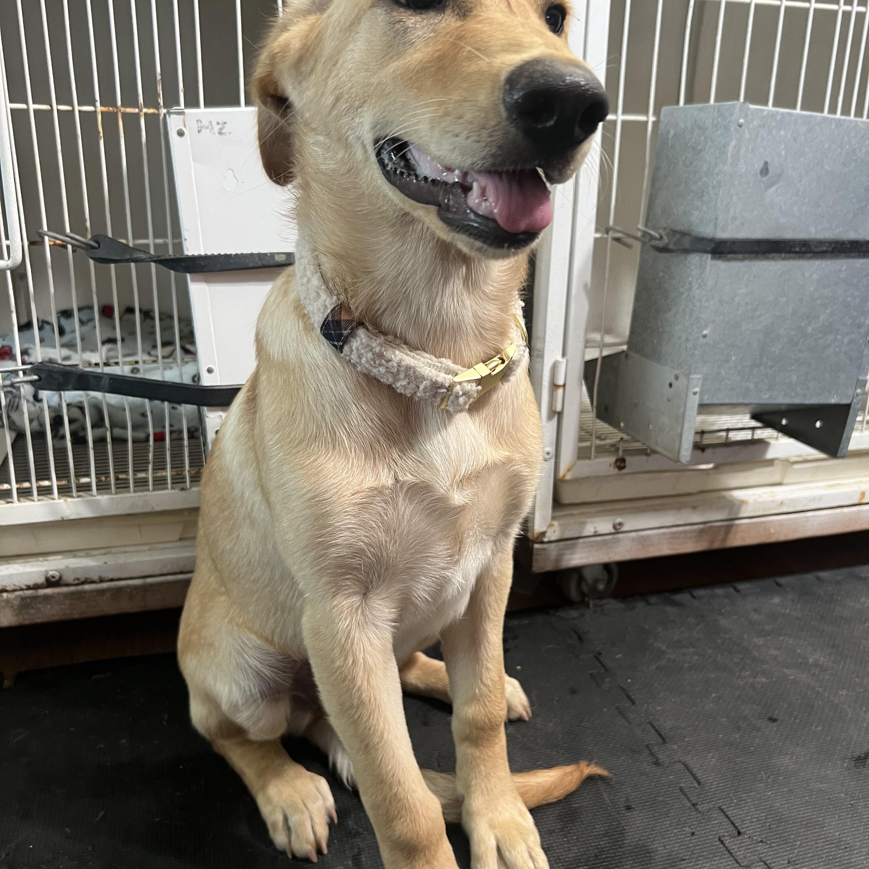 Cleopatra, Adopted, Puppy Female Golden Retriever & Mixed Breed.