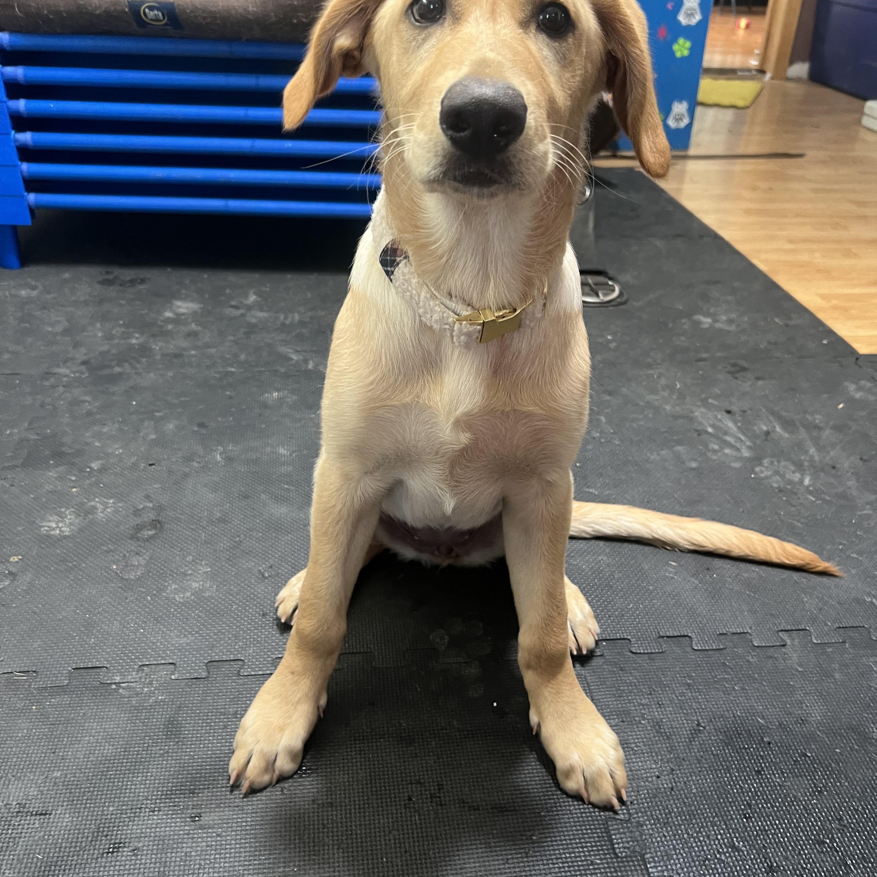 Enlarge Cleopatra, a Adopted mixed breed in Blue Earth, MN image 2/3