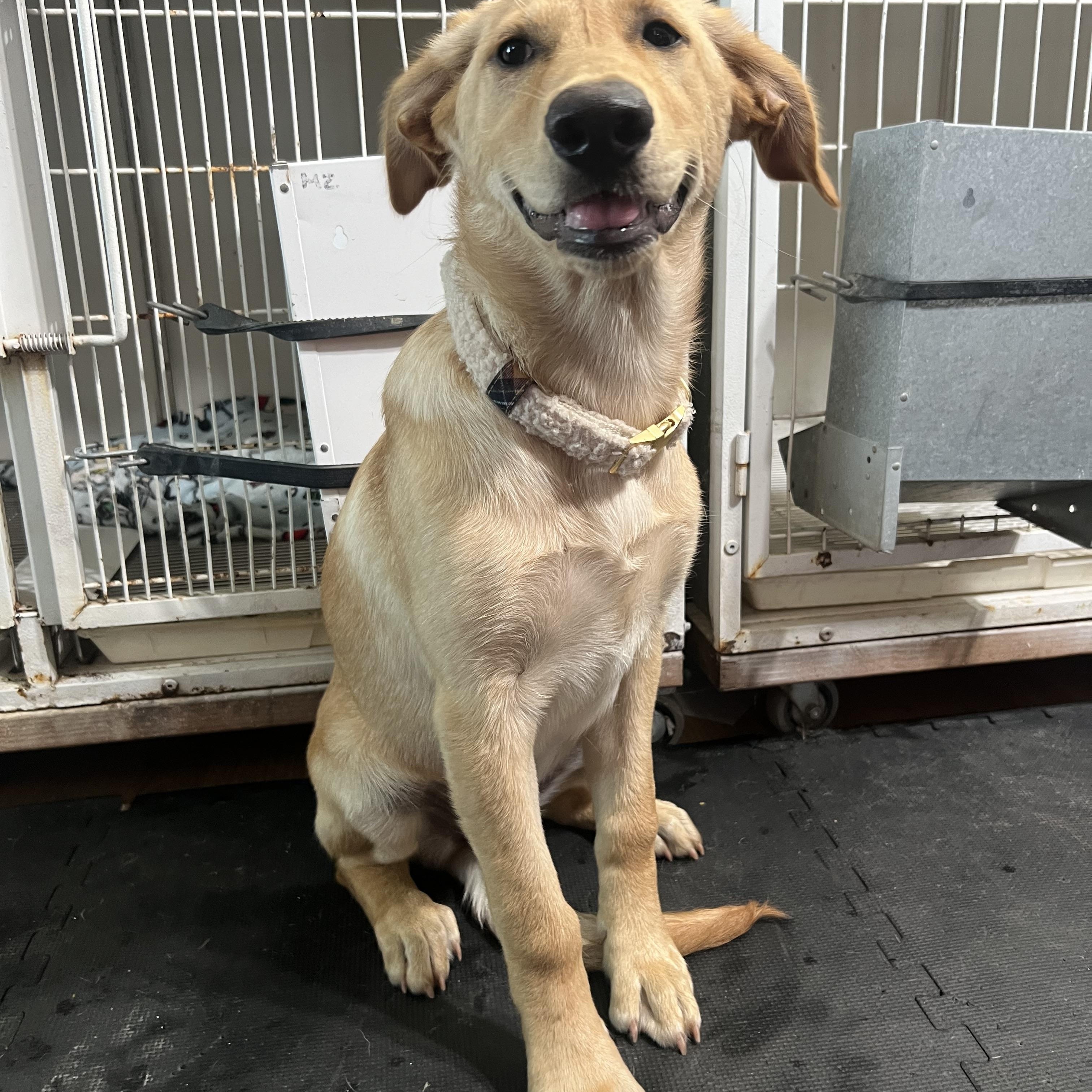 Enlarge Cleopatra, a Adopted mixed breed in Blue Earth, MN image 3/3