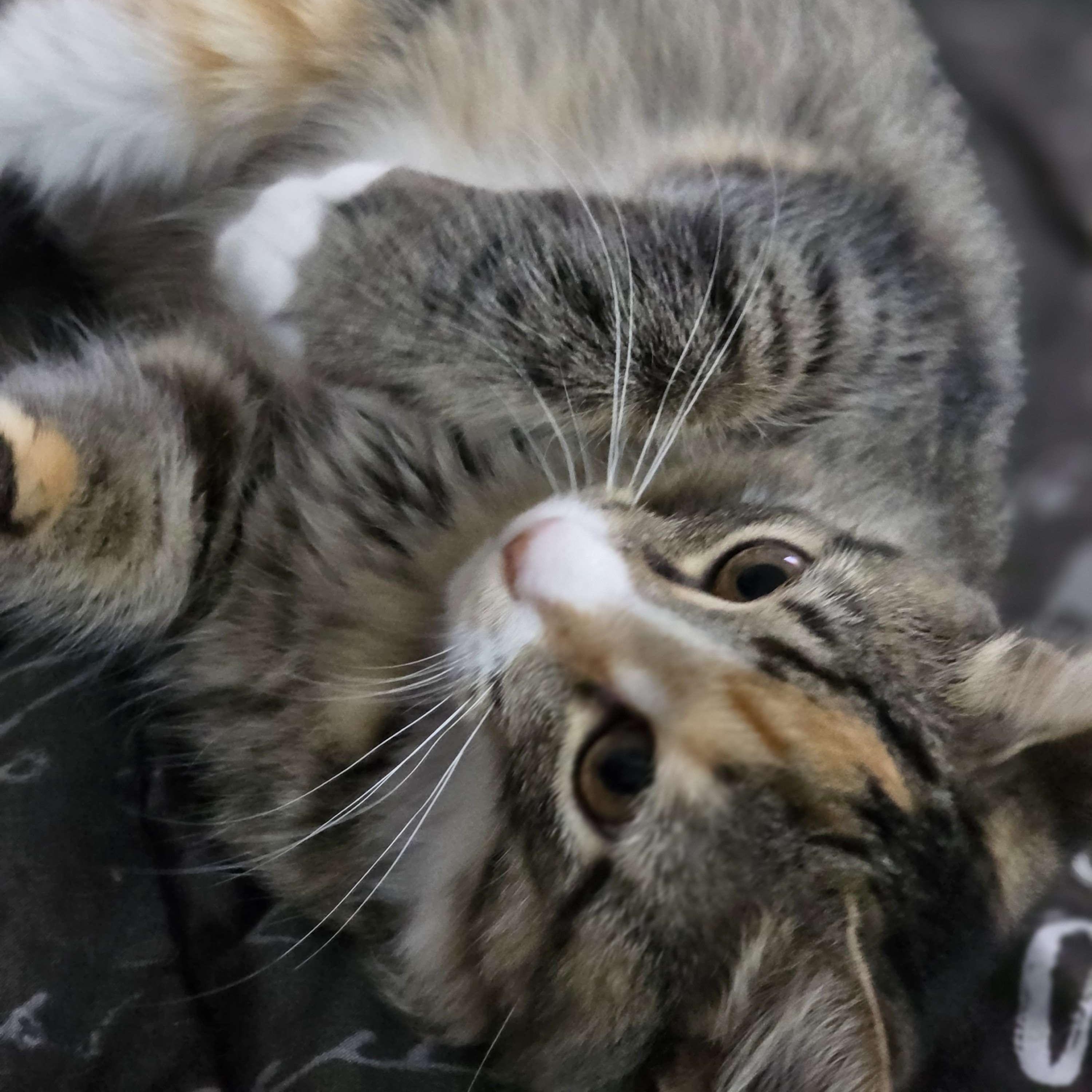 Enlarge Mocha, a ADOPTABLE Domestic Long Hair in Piscataway, NJ image 3/3
