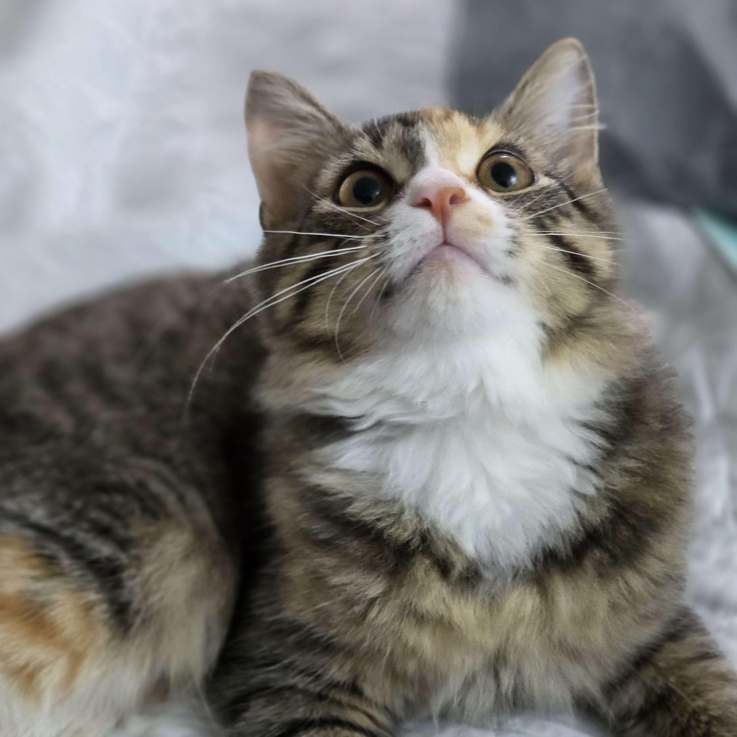 Mocha, ADOPTABLE, Young Female Domestic Long Hair.