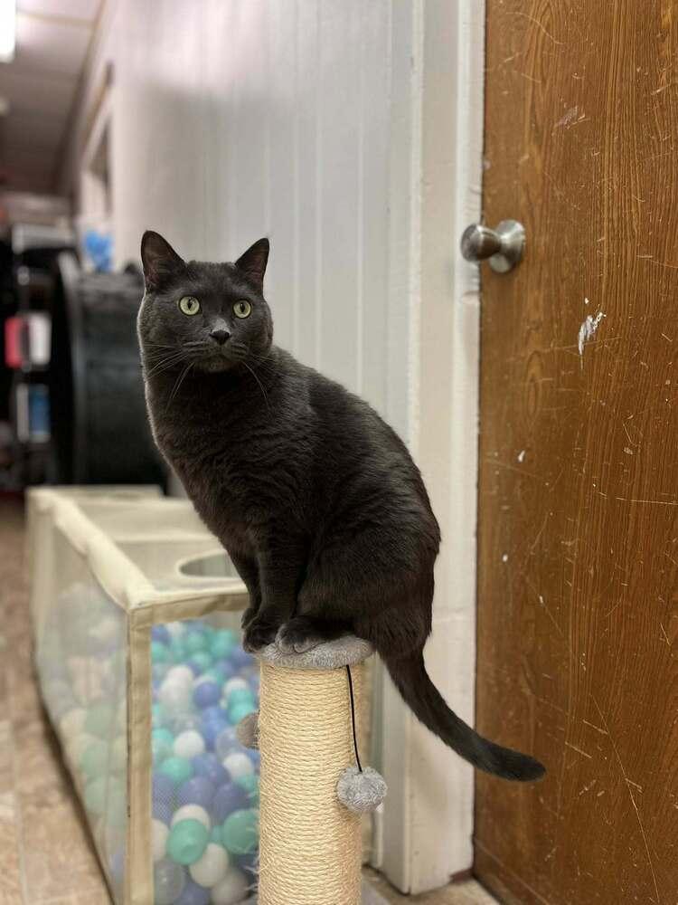 Norman, Adoptable, Adult Male Domestic Short Hair.