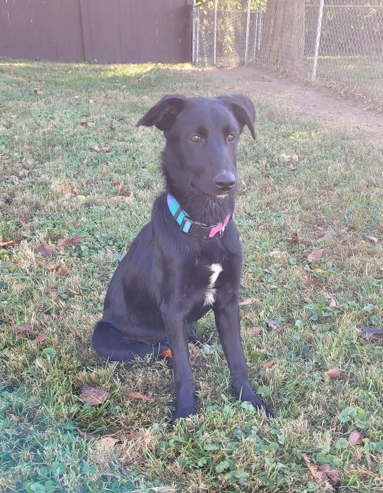 Dory, Adoptable, Young Female German Shepherd Dog.