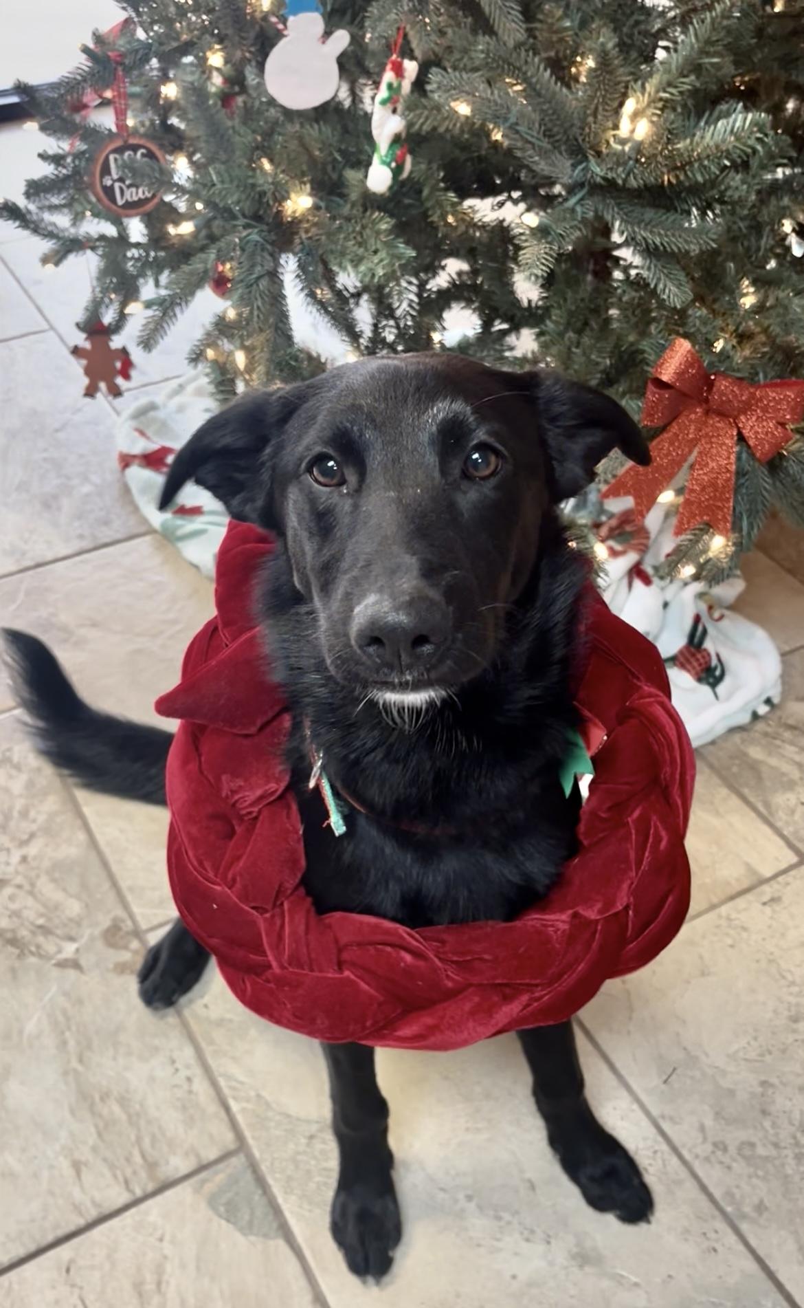 Enlarge Dory, an adopted mixed breed in Fairfax, VA image 2/3