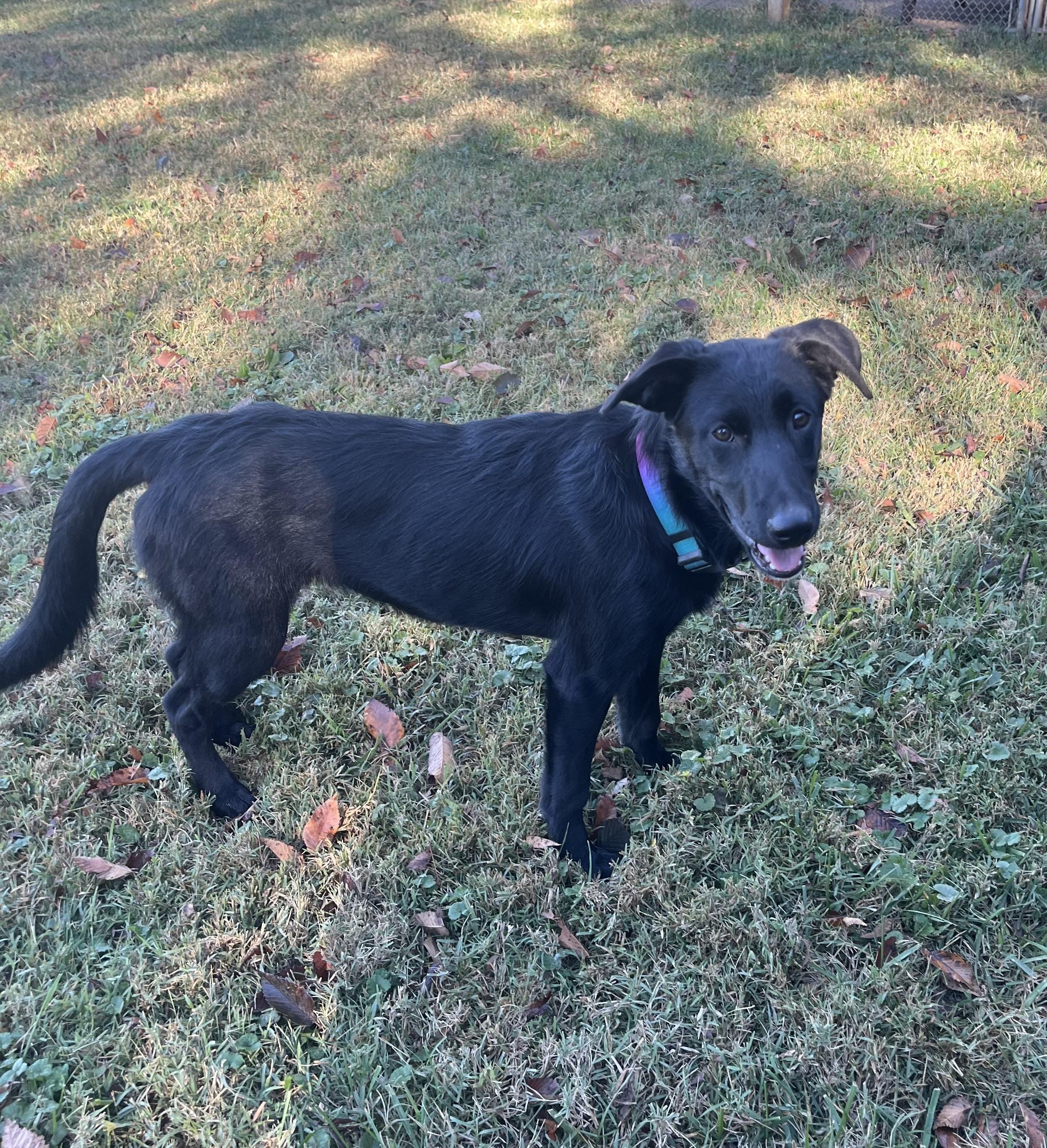 Enlarge Dory, an adopted mixed breed in Fairfax, VA image 3/3