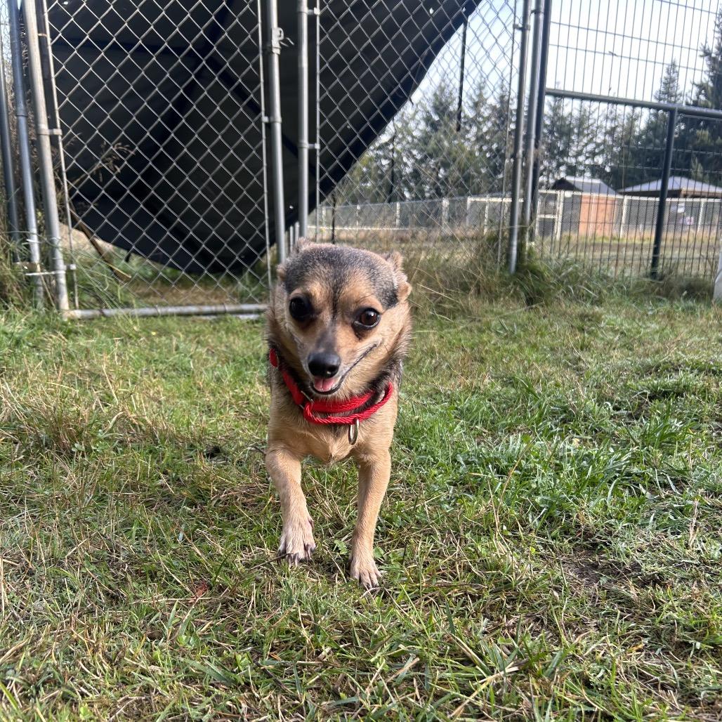 Enlarge Sassy, a Adoptable Chihuahua in Port Angeles, WA image 1/4