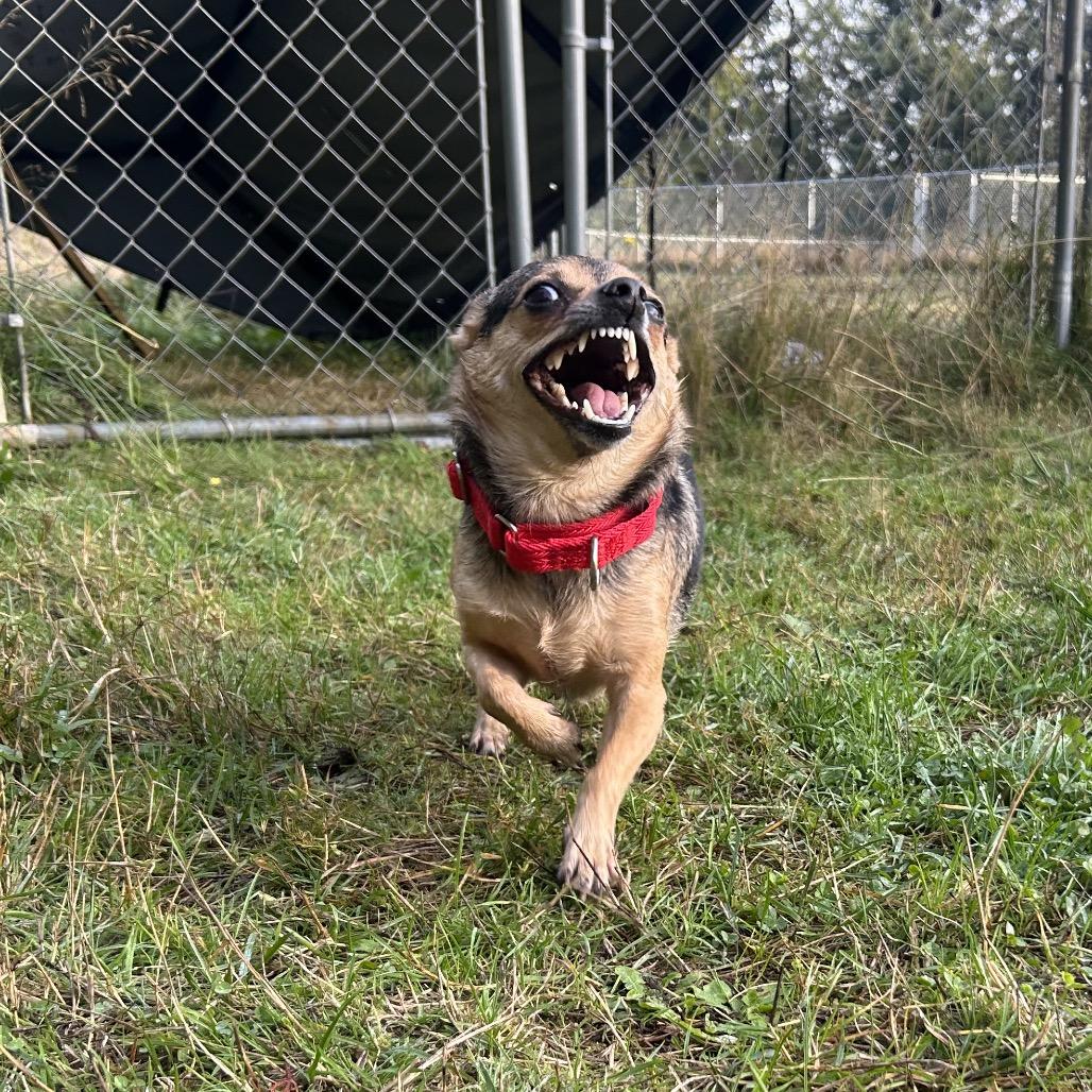 Enlarge Sassy, a Adoptable Chihuahua in Port Angeles, WA image 2/4