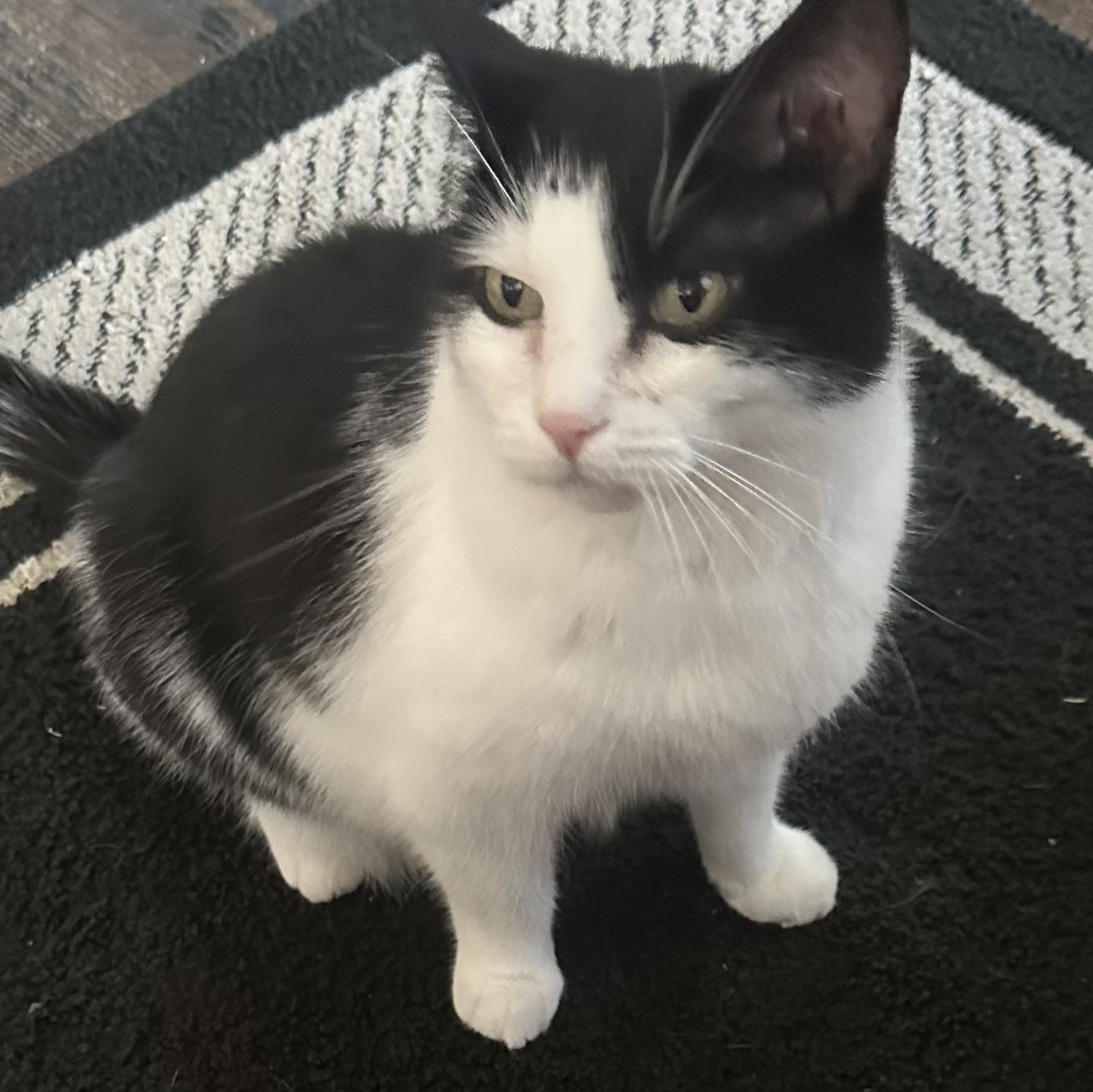 Bubba, Adoptable, Adult Male Domestic Medium Hair.