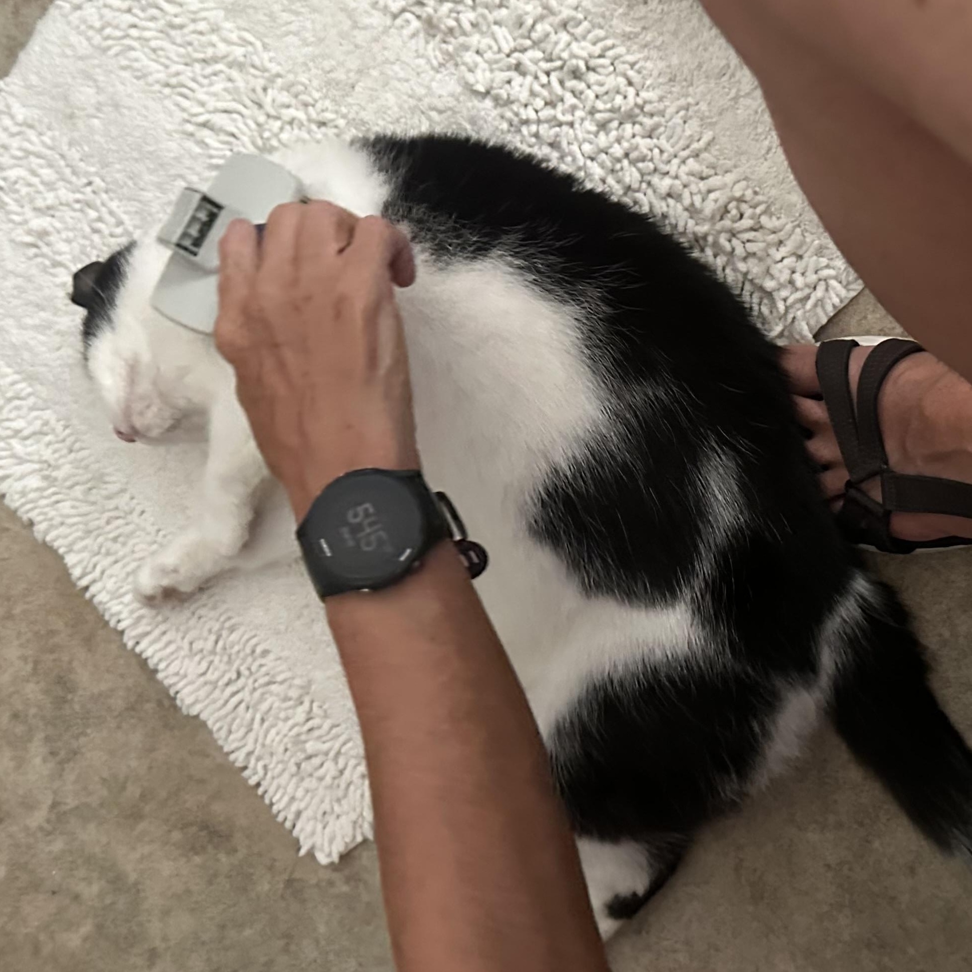 Enlarge Bubba, a Adoptable mixed breed in Sea Isle City, NJ image 2/2