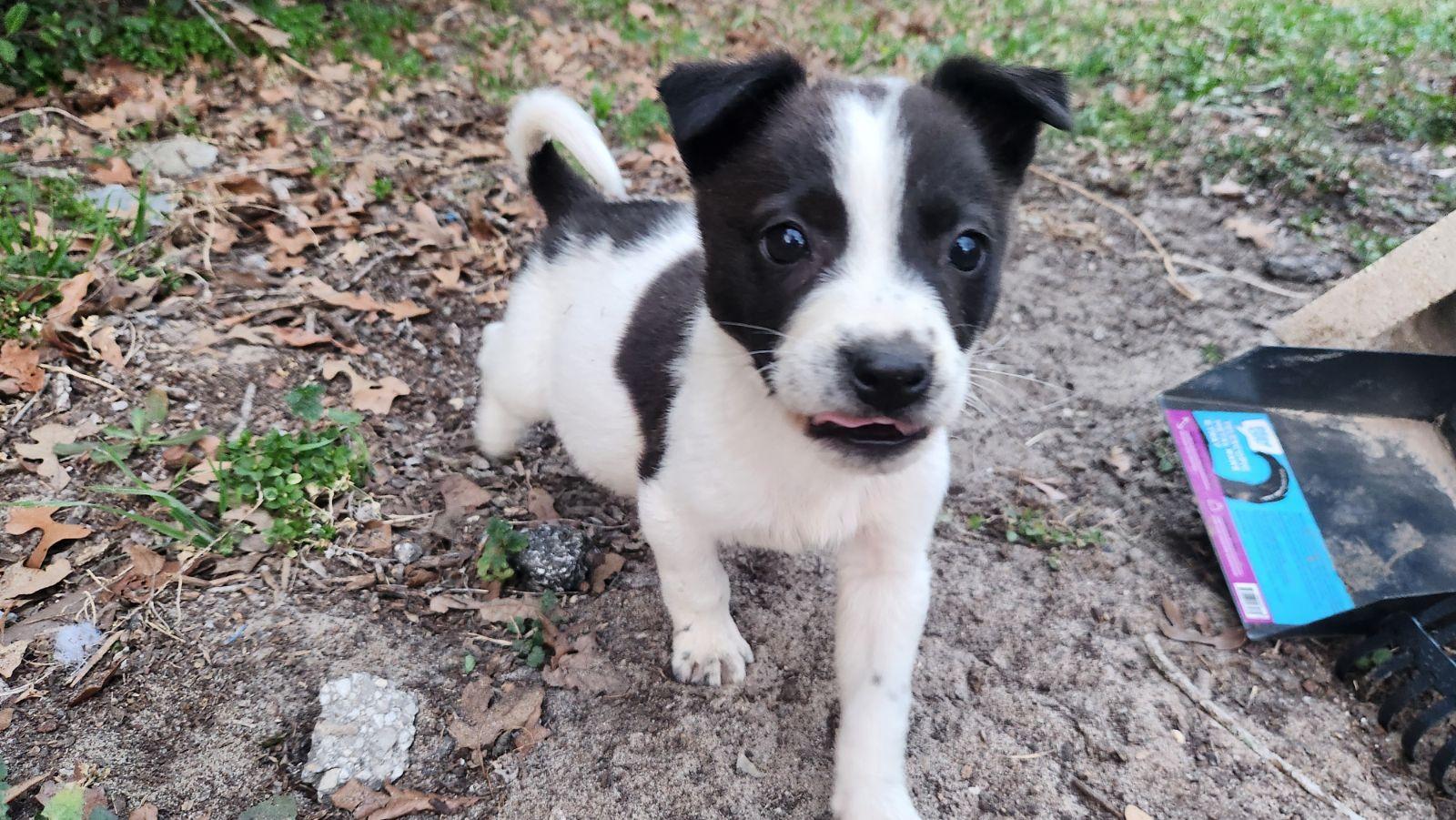 Ruger, Adoptable, Young Male Australian Cattle Dog / Blue Heeler.