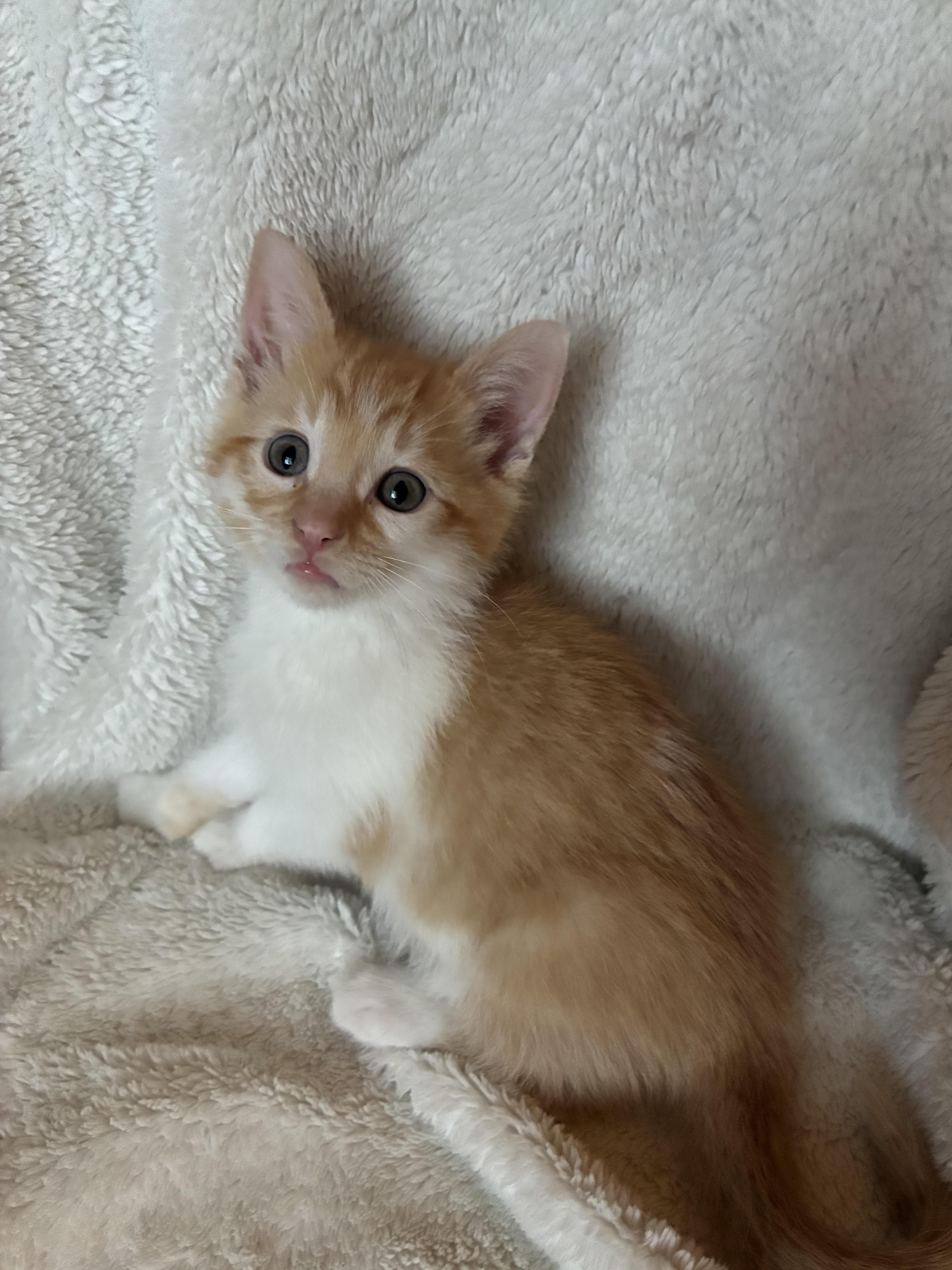Enlarge DJ, a Adoptable Tabby in Minneapolis, MN image 6/6