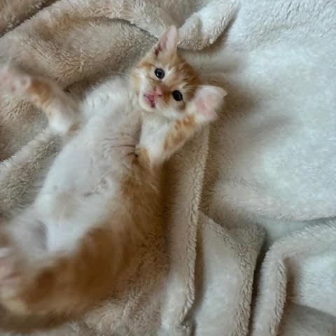 Enlarge DJ, a Adoptable Tabby in Minneapolis, MN image 2/6