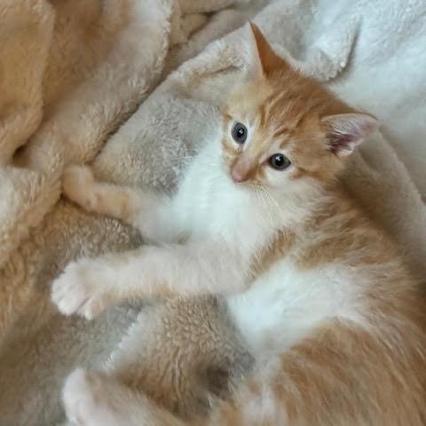 DJ, Adoptable, Kitten Male Tabby.