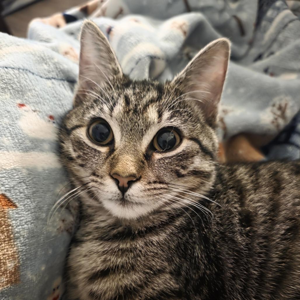 Megan, Adoptable, Kitten Female Domestic Short Hair.