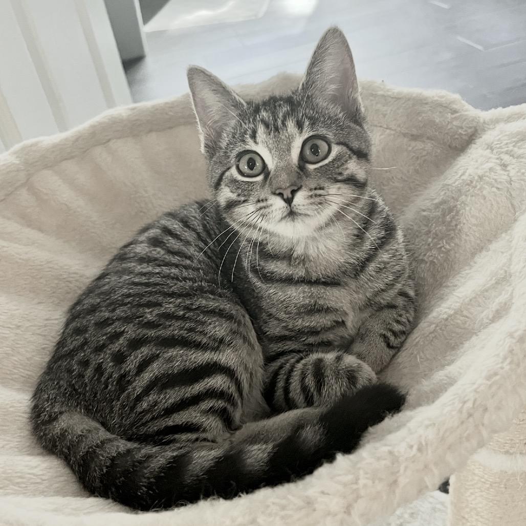 Enlarge Megan, a Adoptable Domestic Short Hair in Flower Mound, TX image 3/6