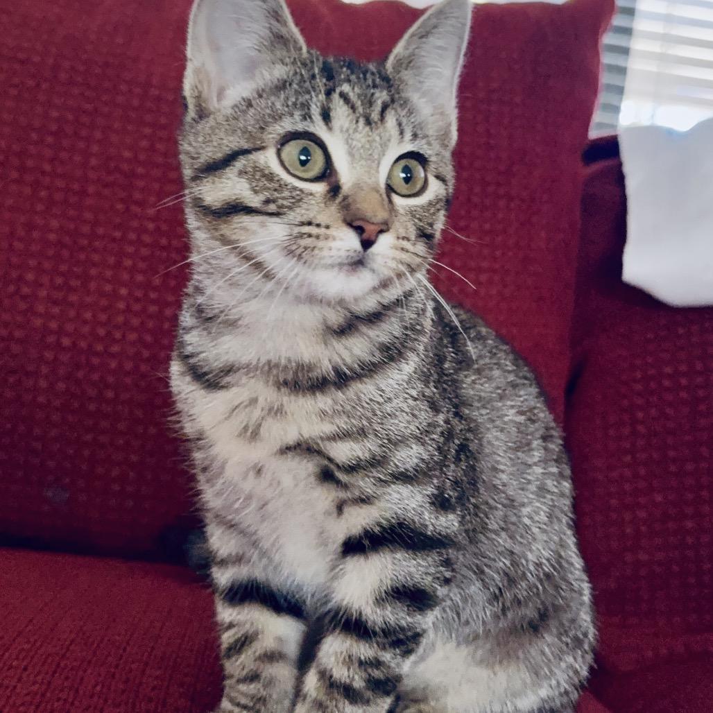 Enlarge Megan, a Adoptable Domestic Short Hair in Flower Mound, TX image 4/6