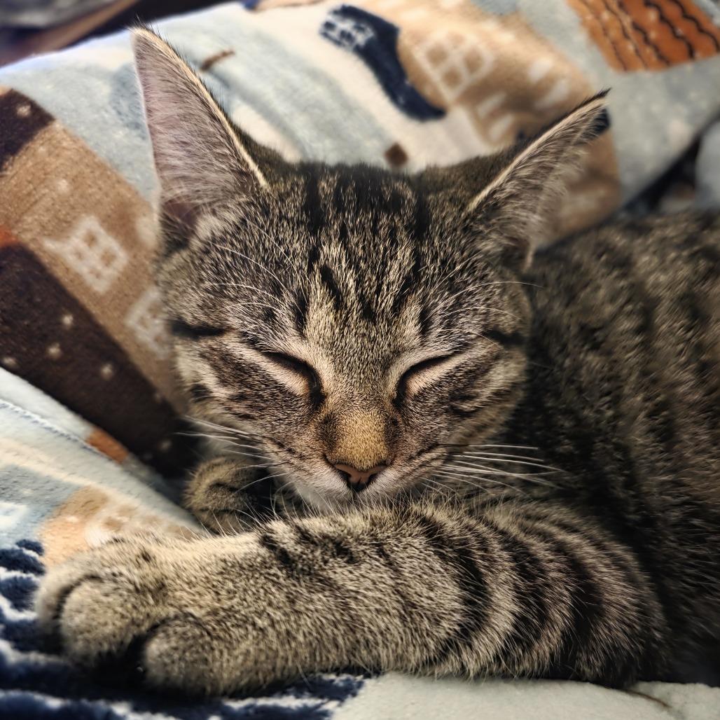 Enlarge Megan, a Adoptable Domestic Short Hair in Flower Mound, TX image 5/6