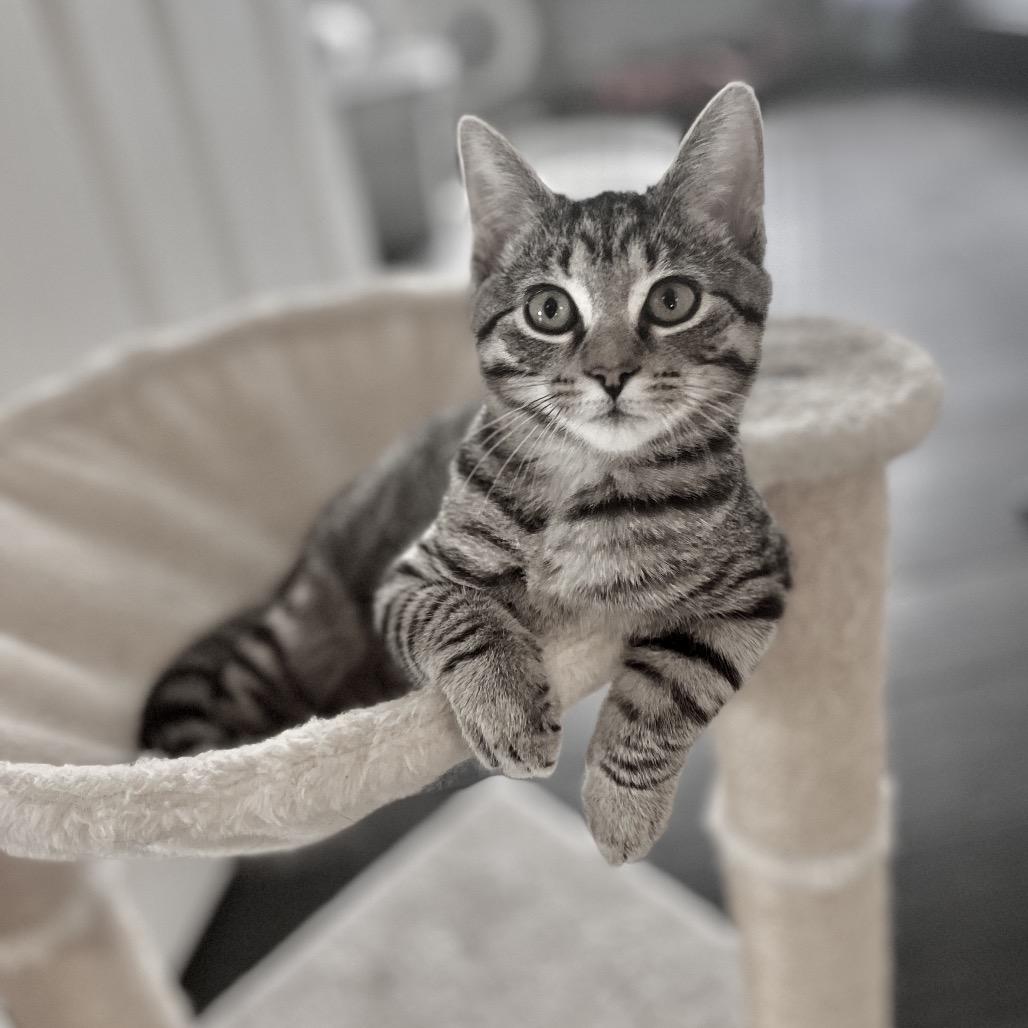 Enlarge Megan, a Adoptable Domestic Short Hair in Flower Mound, TX image 6/6