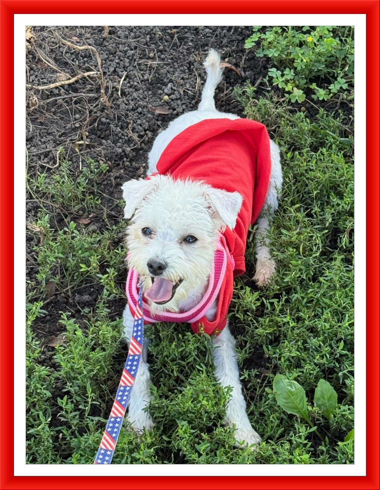 Charlotte - IL, Adoptable, Young Female Bichon Frise & Maltese.