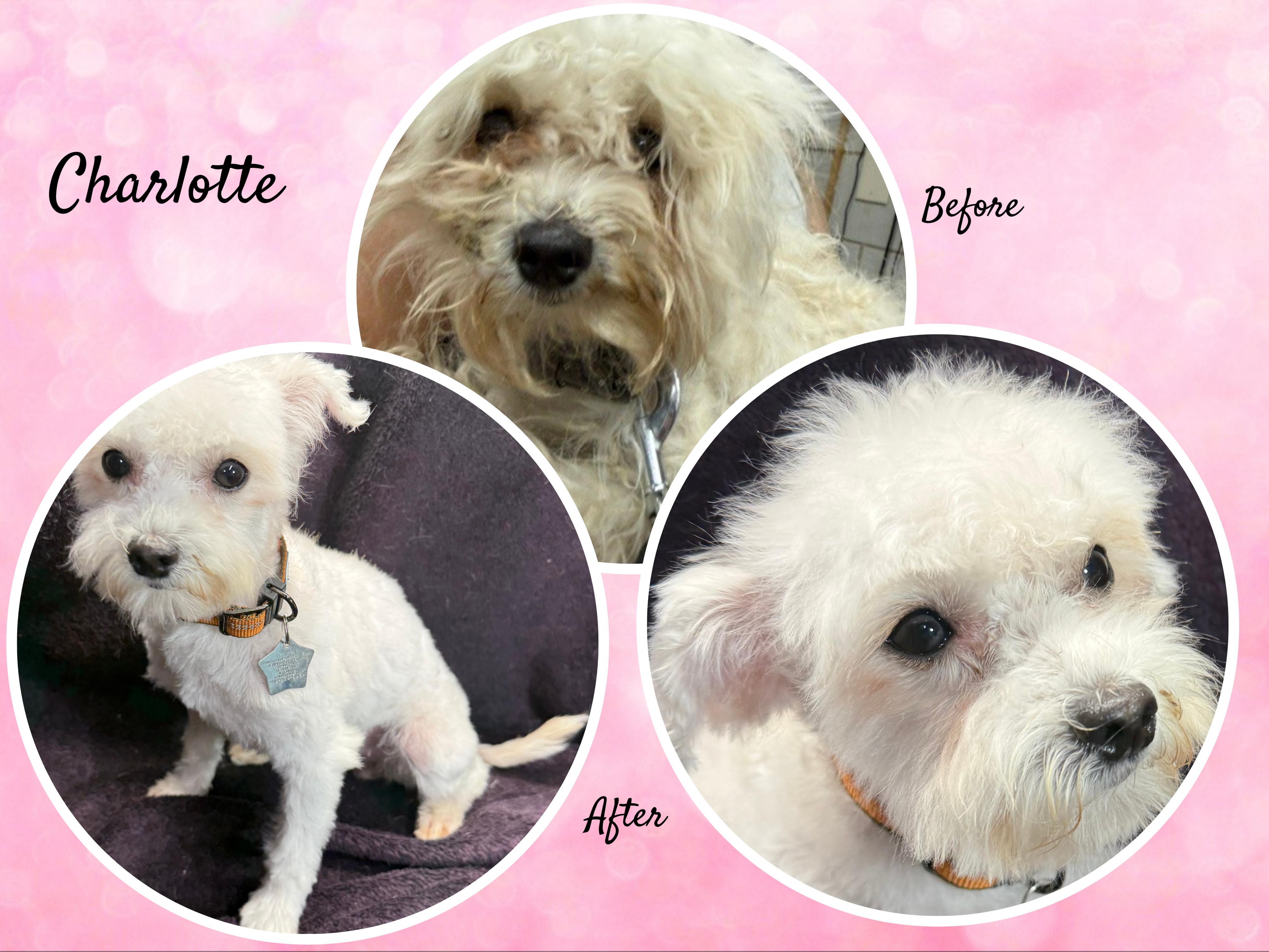 Enlarge Charlotte - IL, a Adoptable mixed breed in Cicero, IL image 2/2