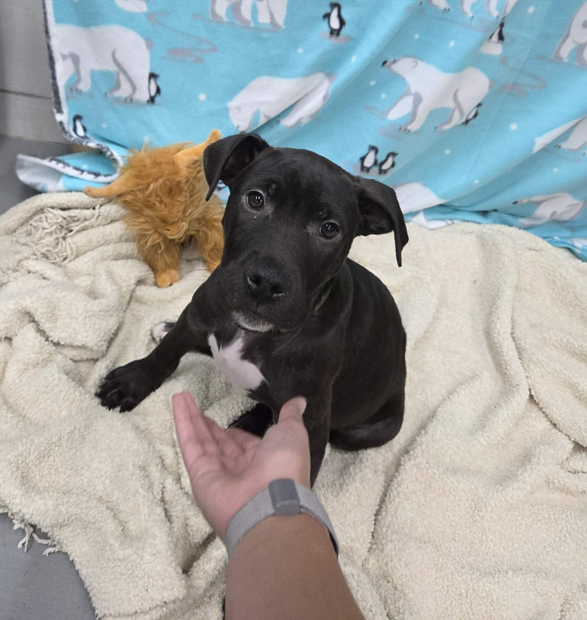 Enlarge Rolly the mixed breed puppy, a Adoptable mixed breed in Muskego, WI image 3/6