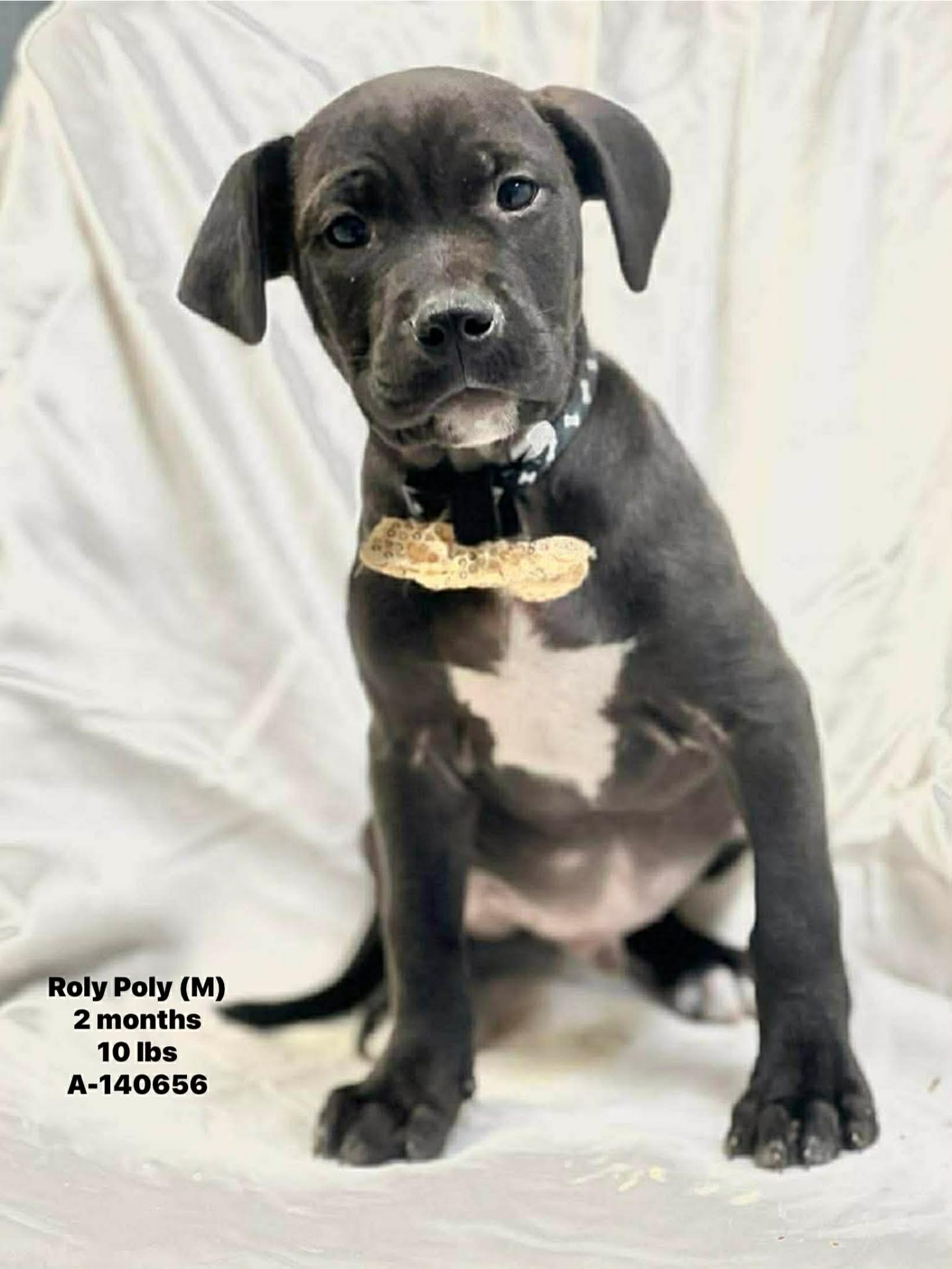 Enlarge Rolly the mixed breed puppy, a Adoptable mixed breed in Muskego, WI image 5/6