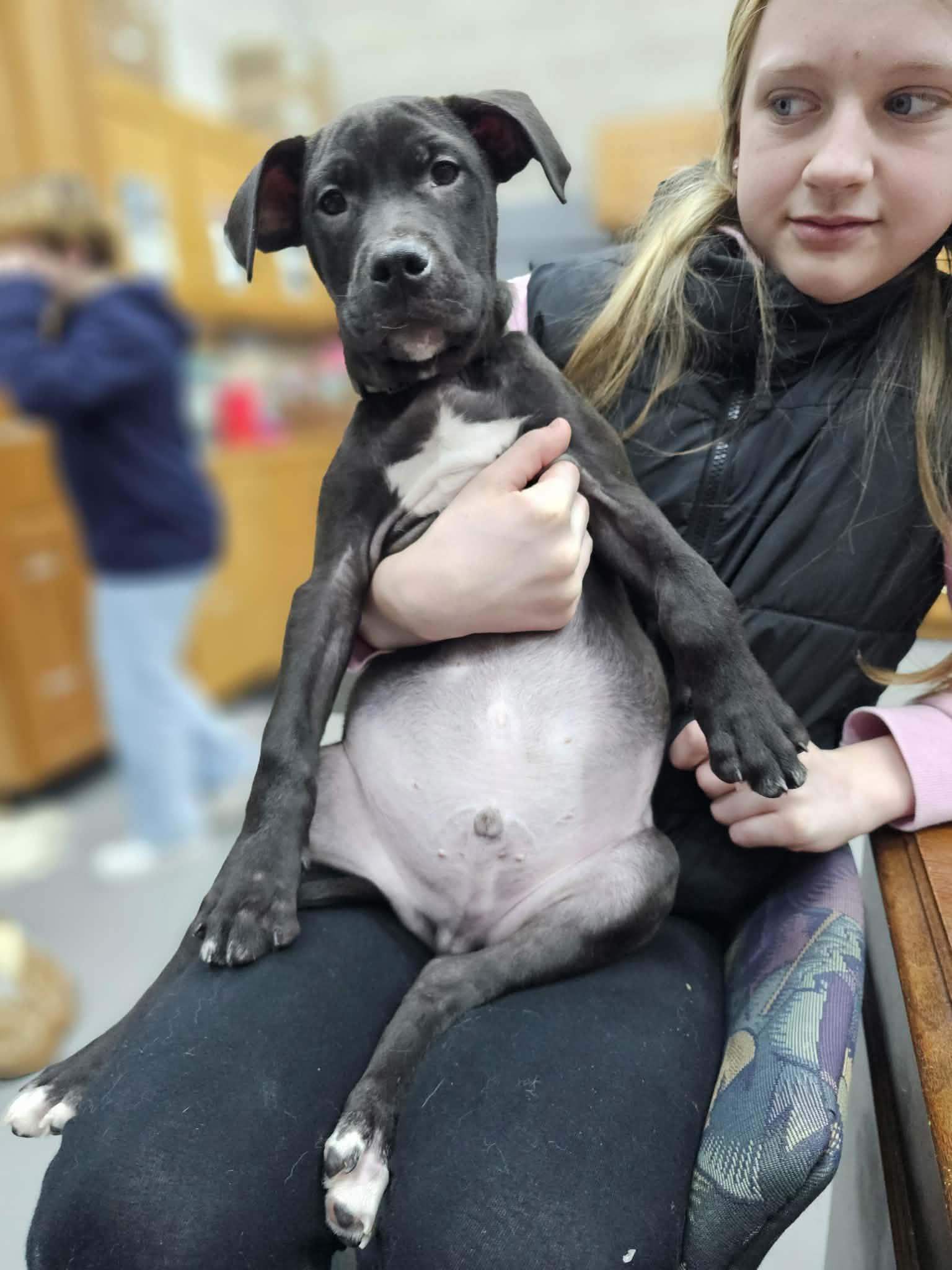 Enlarge Rolly the mixed breed puppy, a Adoptable mixed breed in Muskego, WI image 6/6