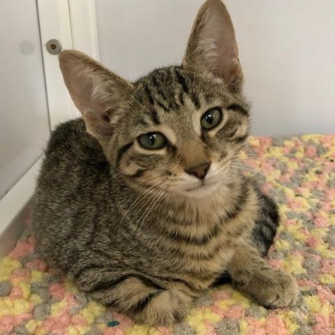 Enlarge Chicken Nugget, a Adopted Domestic Short Hair in Oconto, WI image 1/1