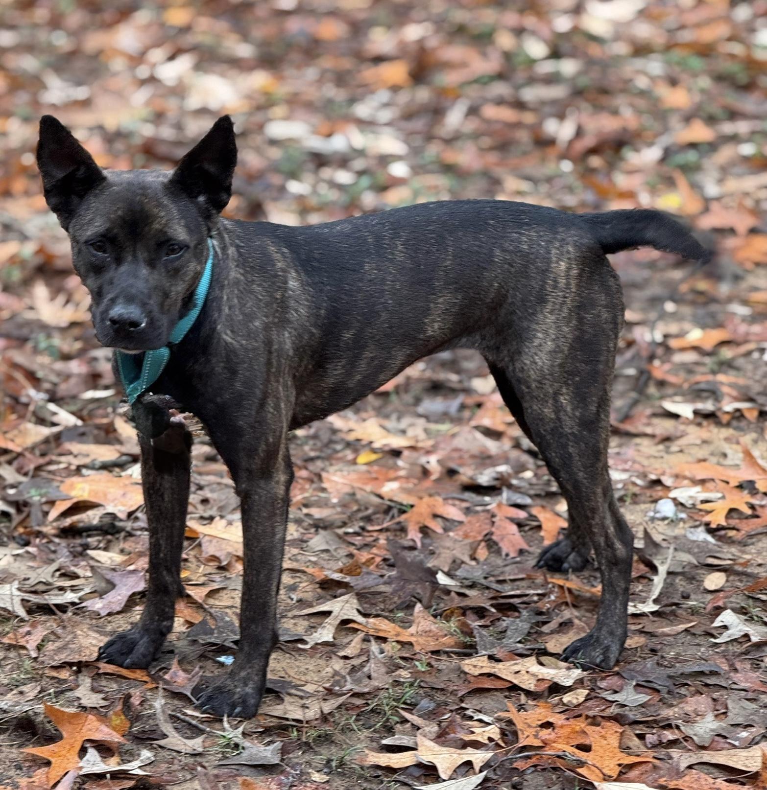 Enlarge Mica, a Adoptable mixed breed in Alexandria, VA image 1/4