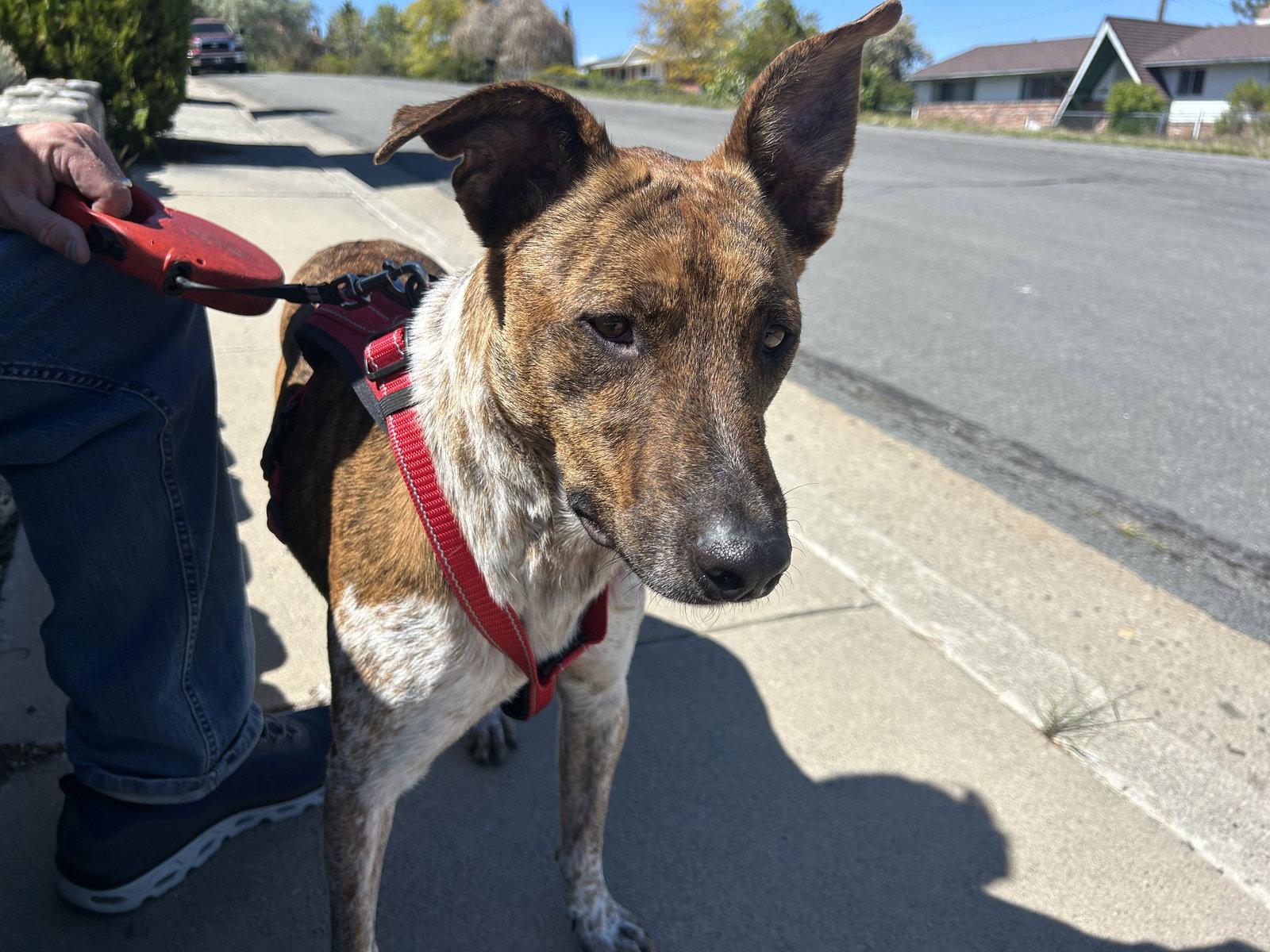 Enlarge Colin, a Adoptable mixed breed in Sparks, NV image 2/3