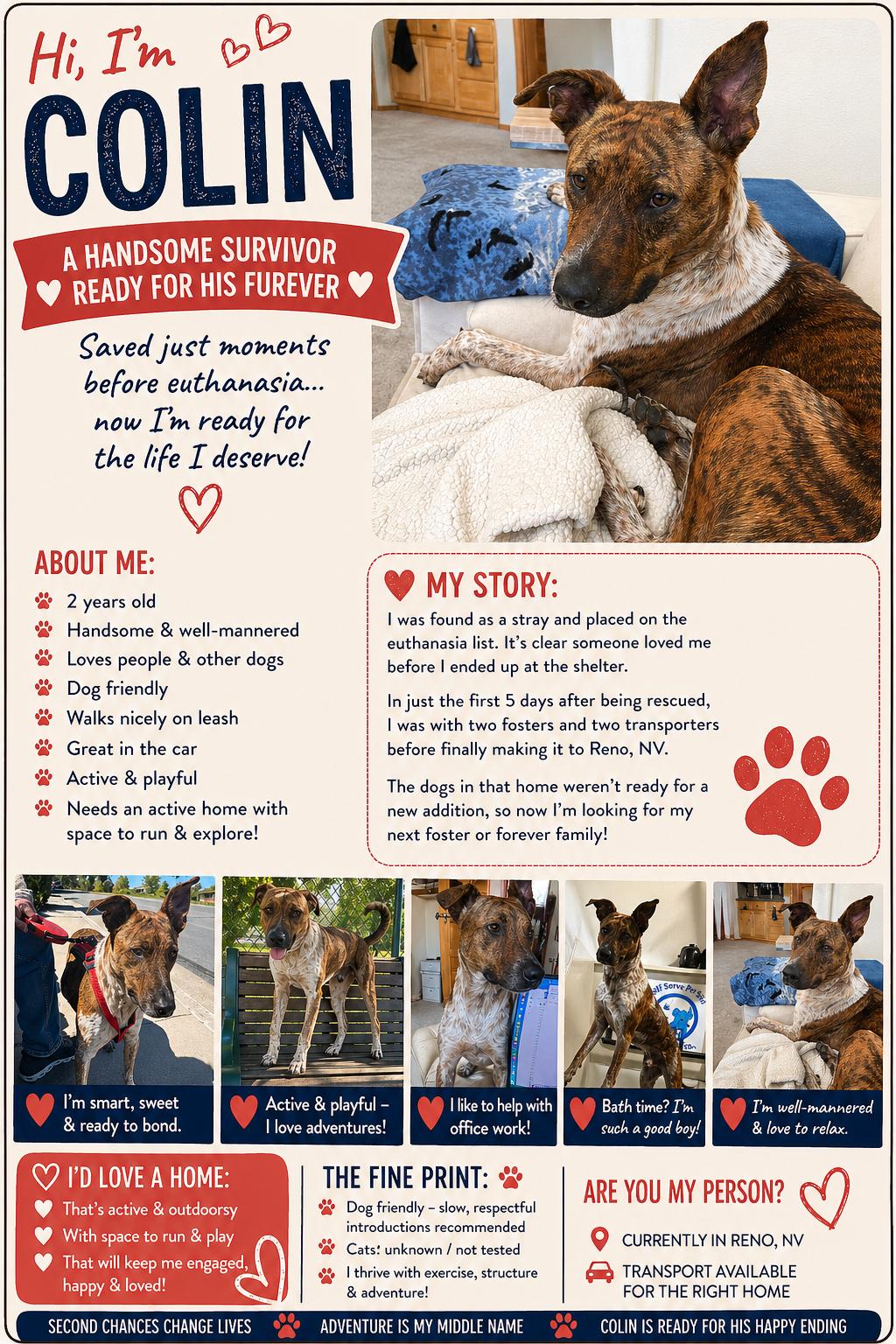Enlarge Colin, a Adoptable mixed breed in Sparks, NV image 1/3