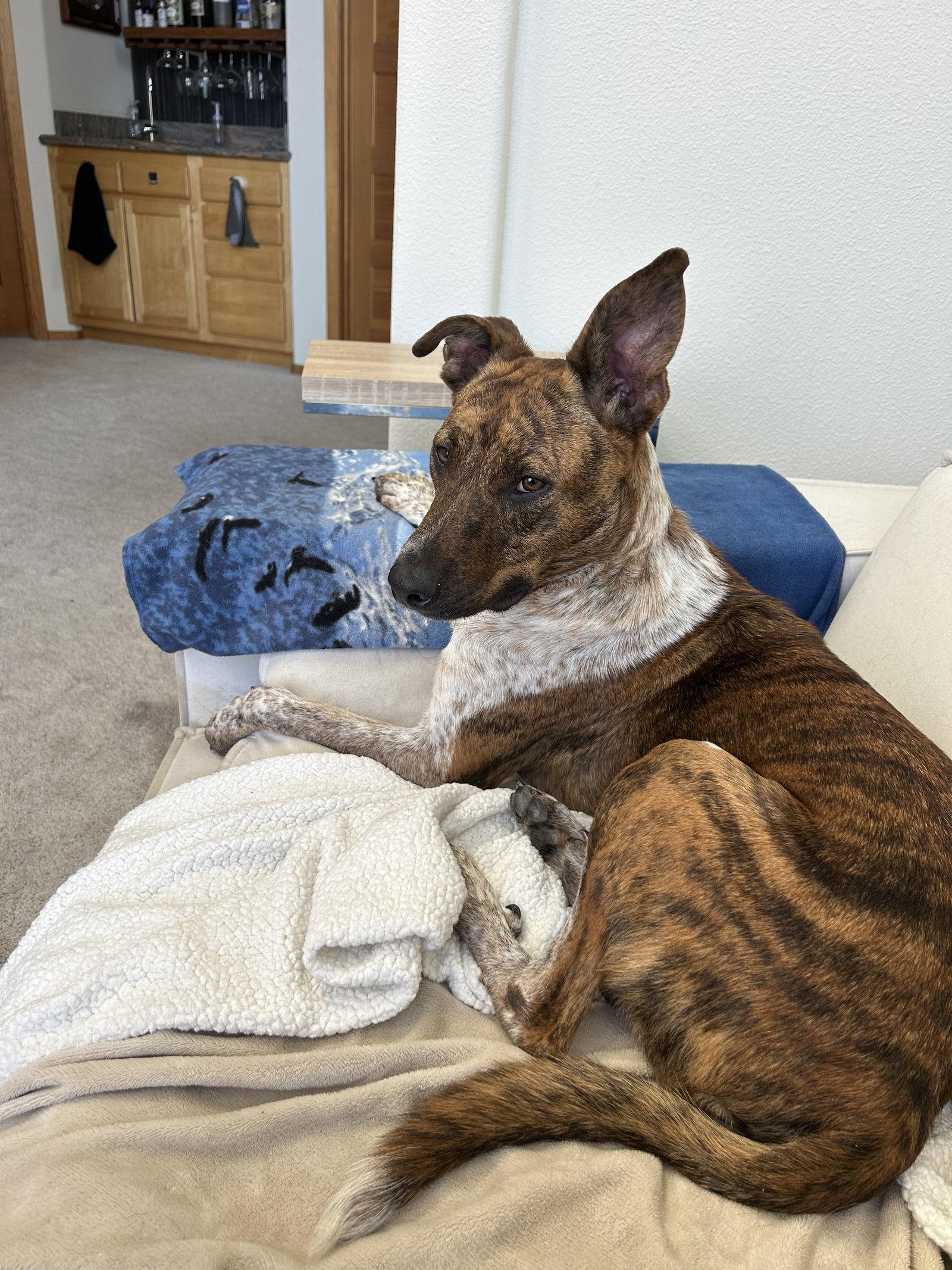 Enlarge Colin, a Adoptable mixed breed in Sparks, NV image 3/3