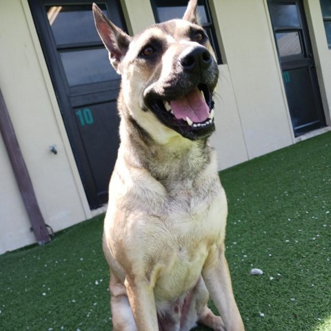 Luka AKA Pengu 5953, an adoptable Chow Chow, Siberian Husky in LOXAHATCHEE, FL, 33470 | Photo Image 3