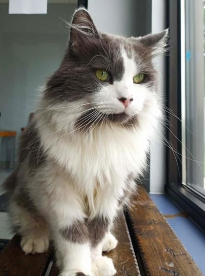 Dr. Sheldon Cooper, adopted, Adult Male Domestic Long Hair.