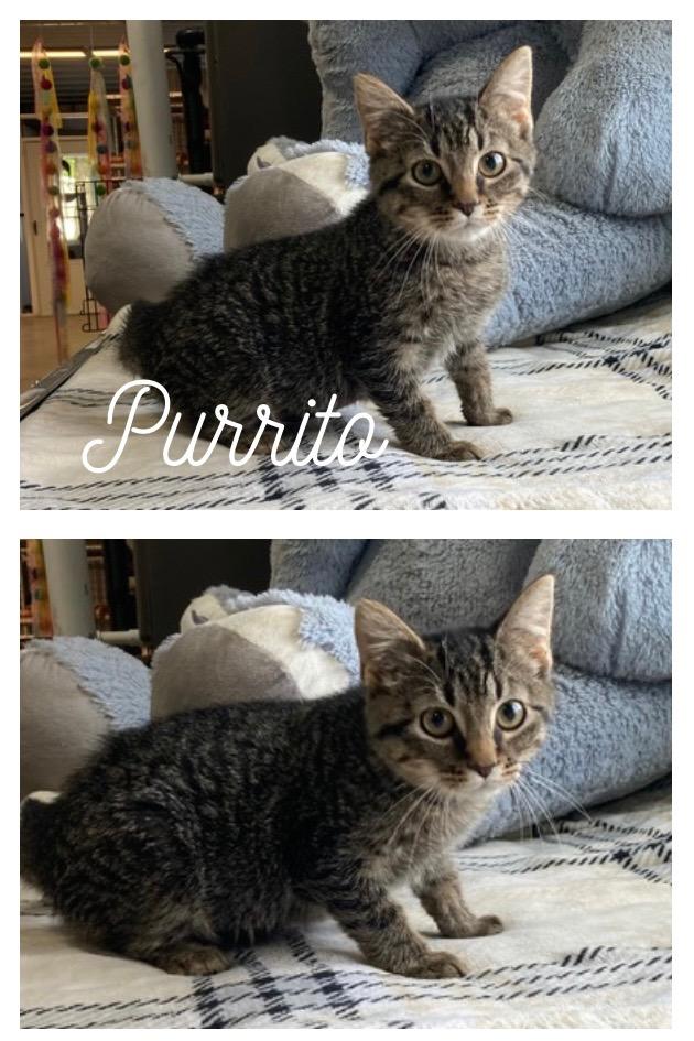 Purrito, Adoptable, Young Female Domestic Short Hair.