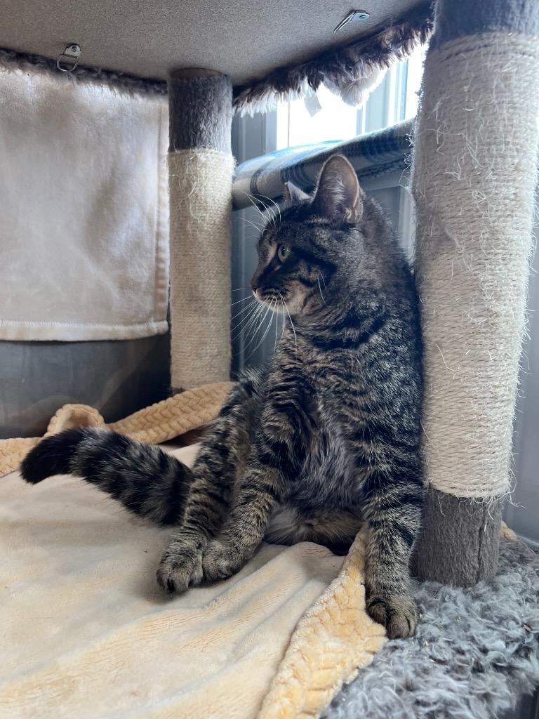 Enlarge Purrito, a Adoptable mixed breed in Pierceton, IN image 2/6