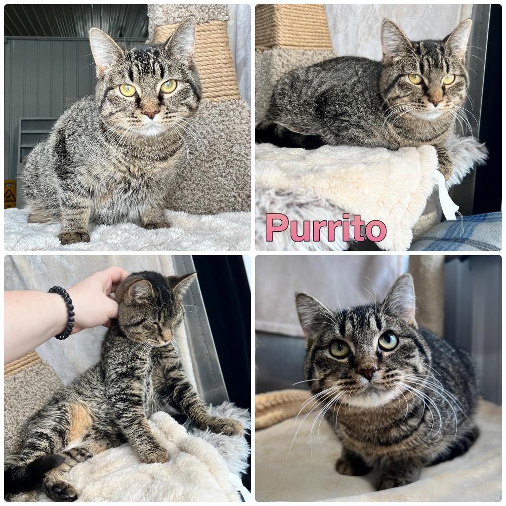 Enlarge Purrito, a Adoptable mixed breed in Pierceton, IN image 3/6