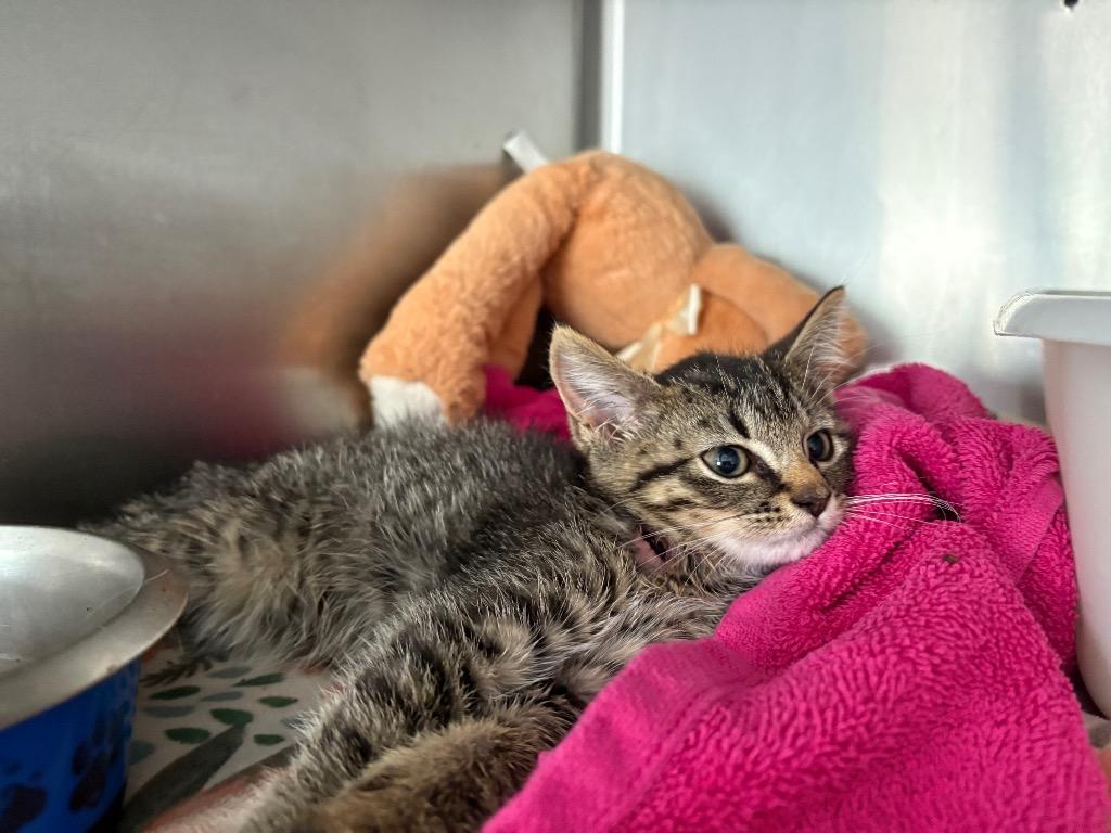 Enlarge Purrito, a Adoptable mixed breed in Pierceton, IN image 4/6