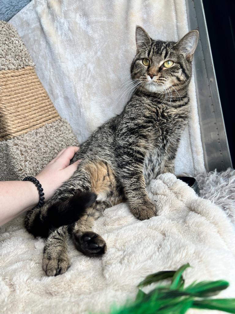 Enlarge Purrito, a Adoptable mixed breed in Pierceton, IN image 5/6