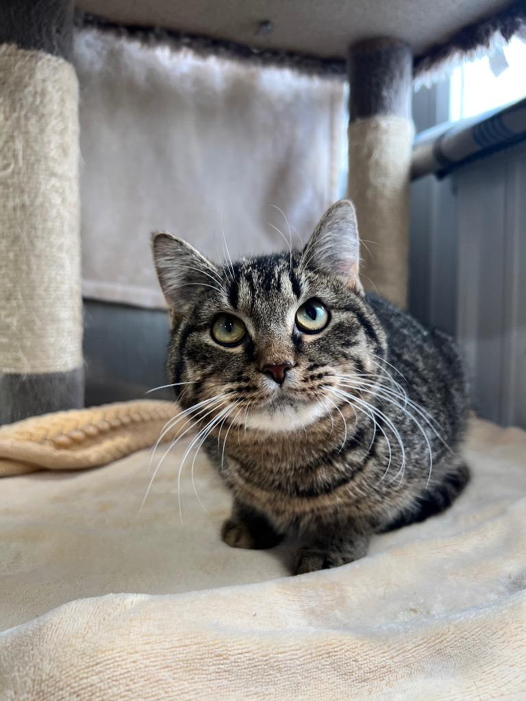 Enlarge Purrito, a Adoptable mixed breed in Pierceton, IN image 6/6