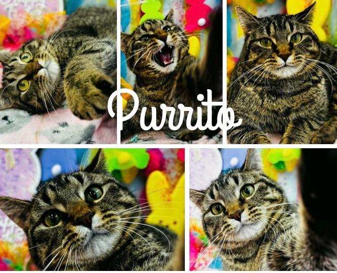 Enlarge Purrito, a Adoptable mixed breed in Pierceton, IN image 6/6
