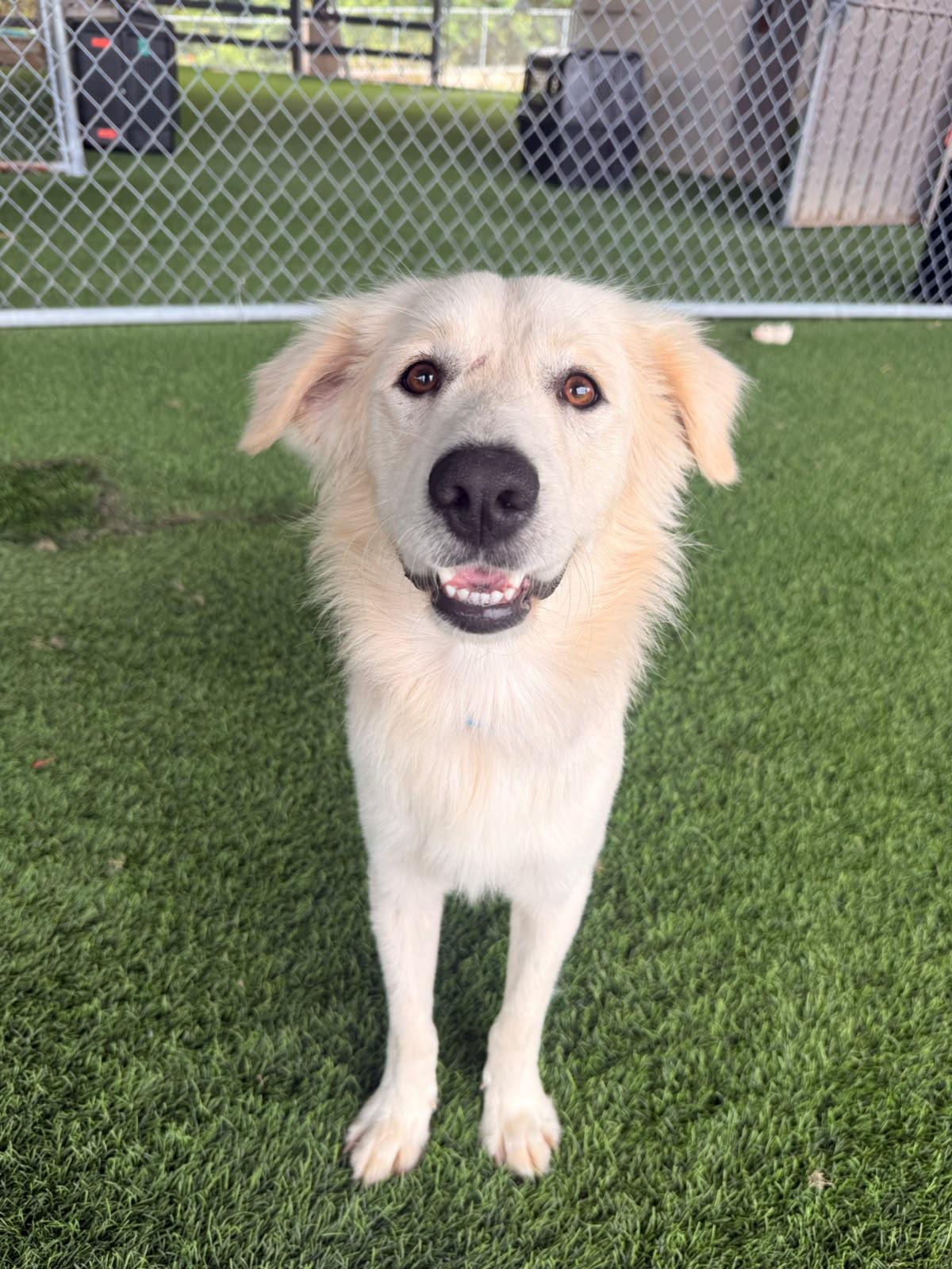 Enlarge Acai, a Adoptable mixed breed in Morristown, NJ image 3/3