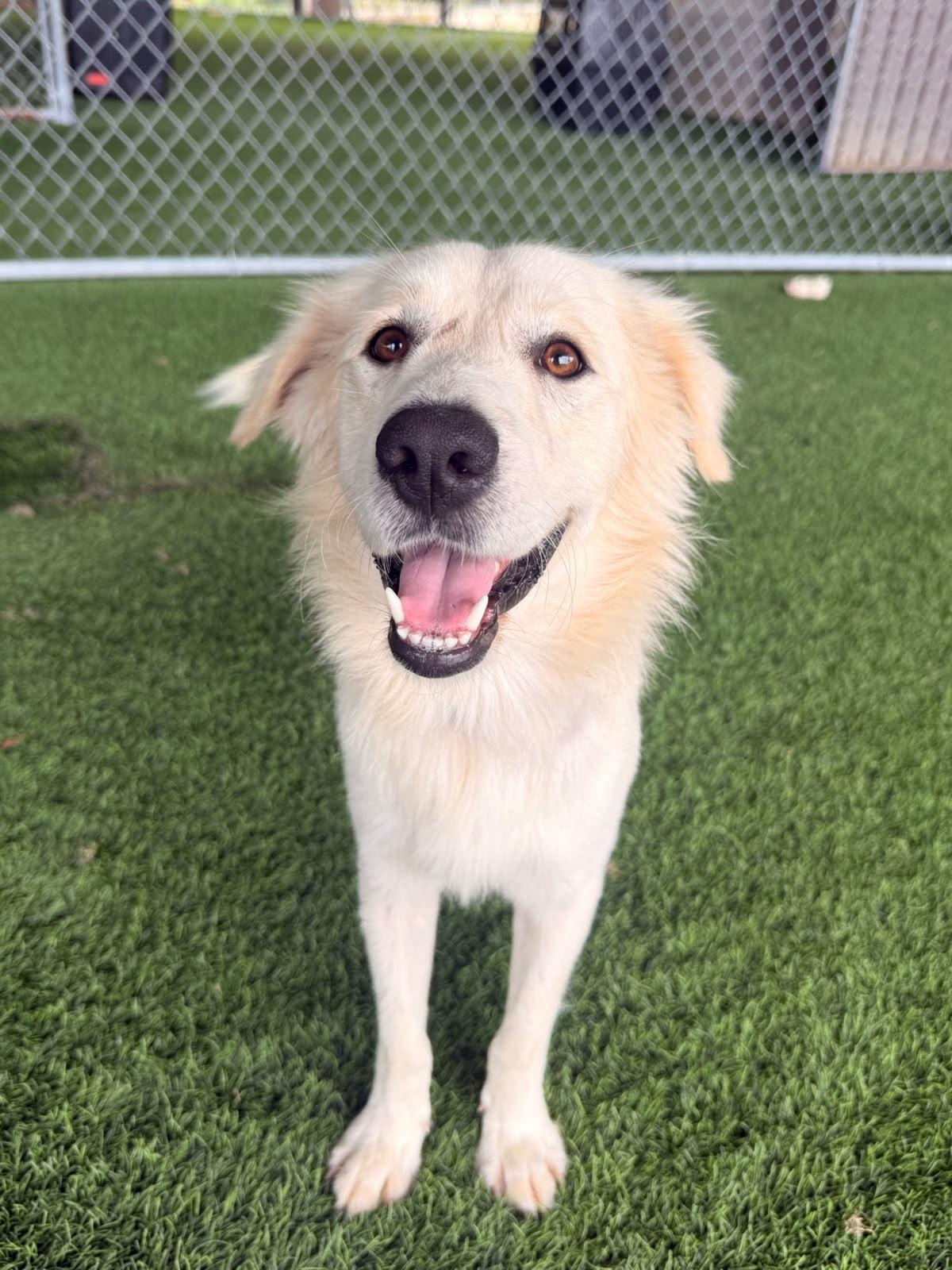 Enlarge Acai, a Adoptable mixed breed in Morristown, NJ image 1/3