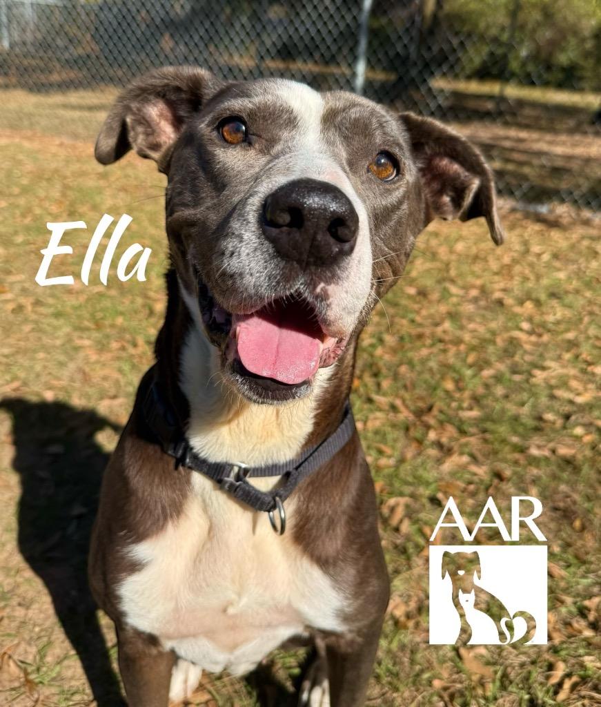 Enlarge Ella, a Adoptable mixed breed in Magnolia, TX image 3/6