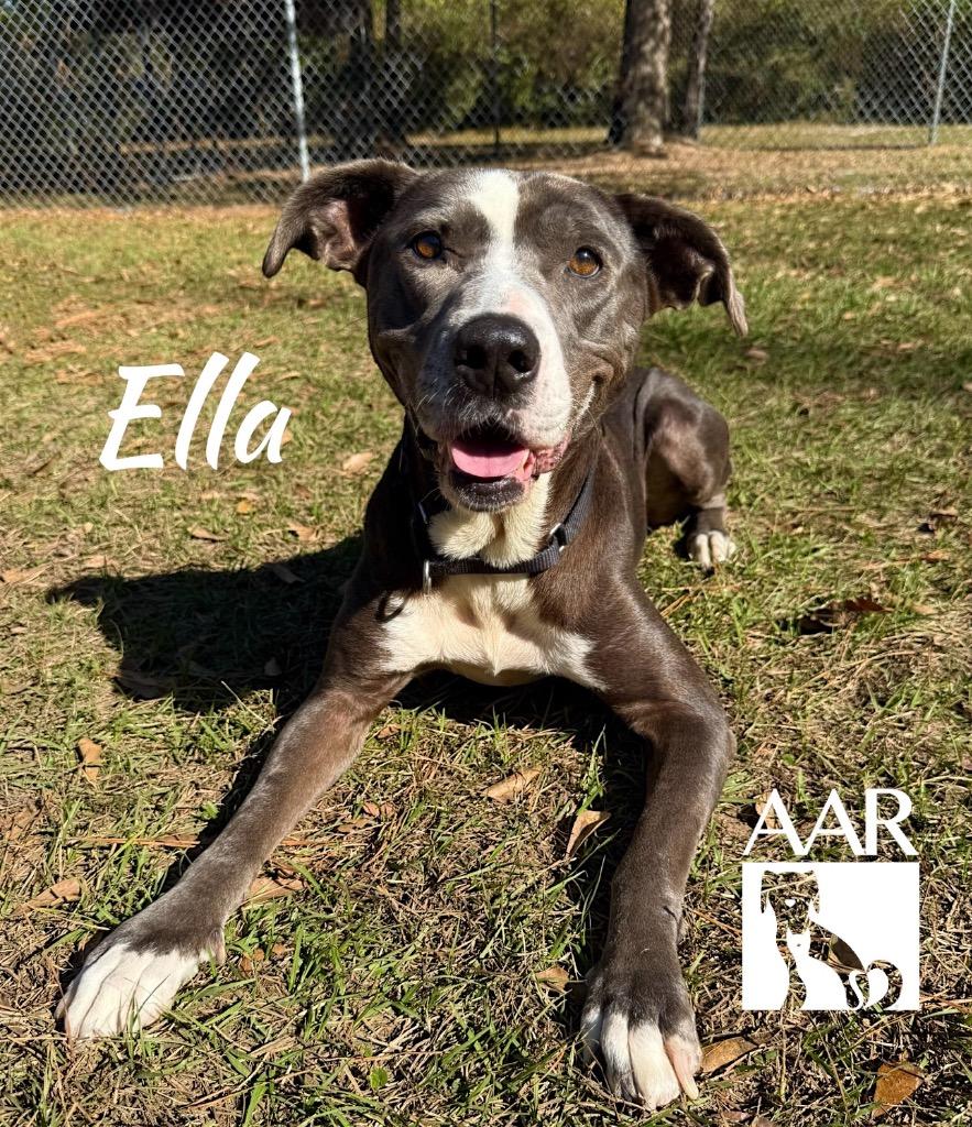 Enlarge Ella, a Adoptable mixed breed in Magnolia, TX image 5/6