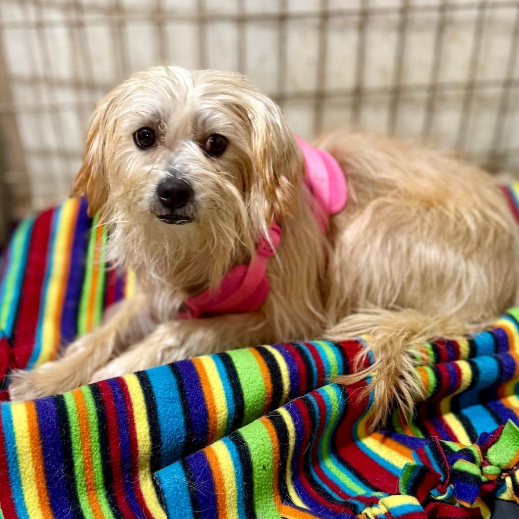 Enlarge Moocha, a Adoptable Schnauzer in West Chester, PA image 1/3